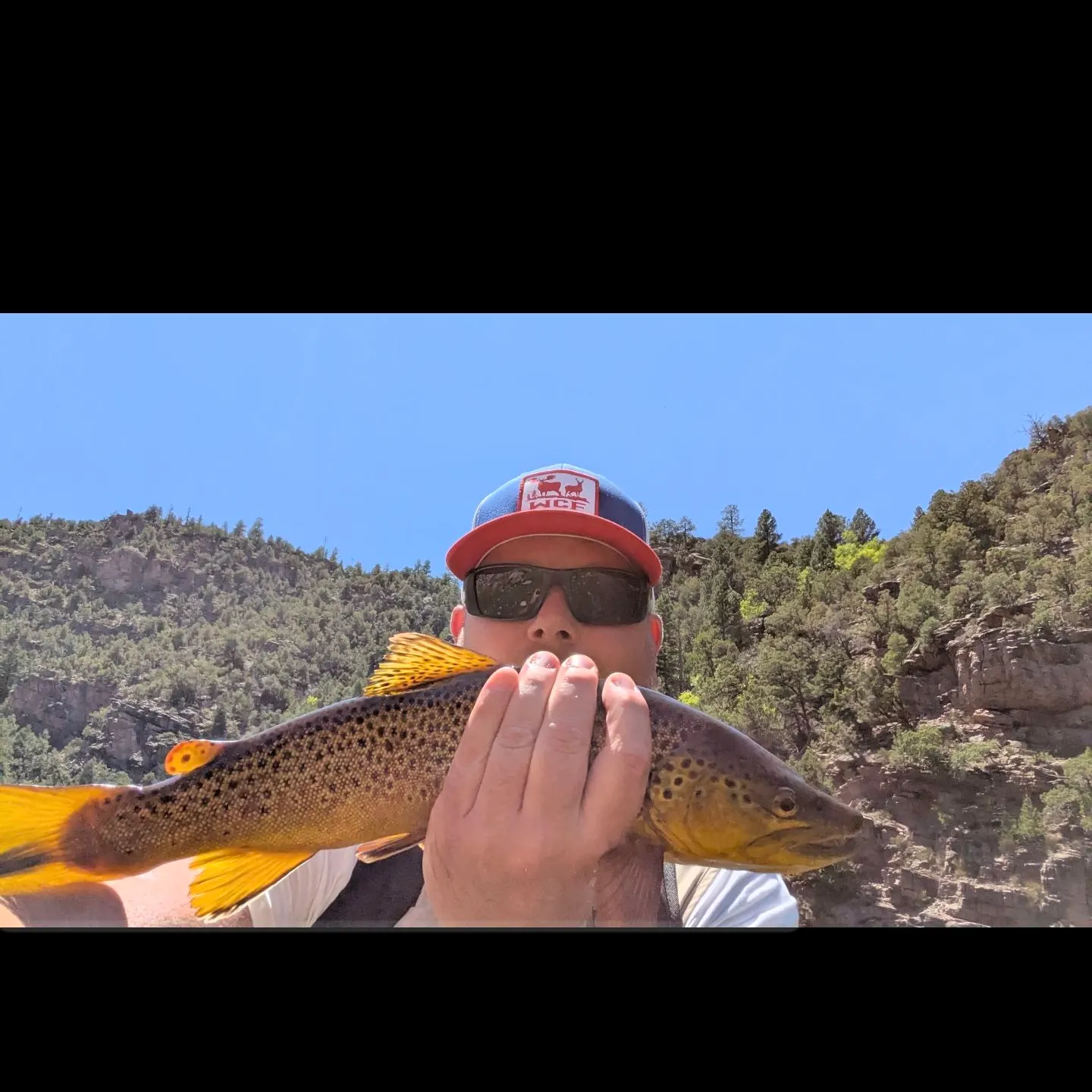 Brown trout caught on Fishbrain