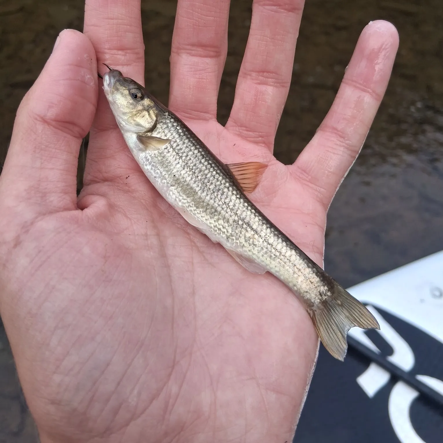 The most recent Central stoneroller catches on Fishbrain