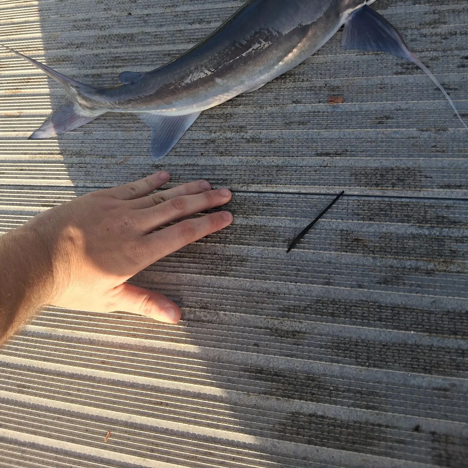 Gafftopsail sea catfish caught on Fishbrain