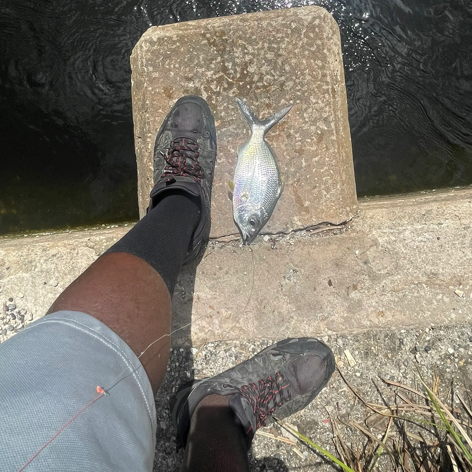 The most recent Yellowfin mojarra catches on Fishbrain