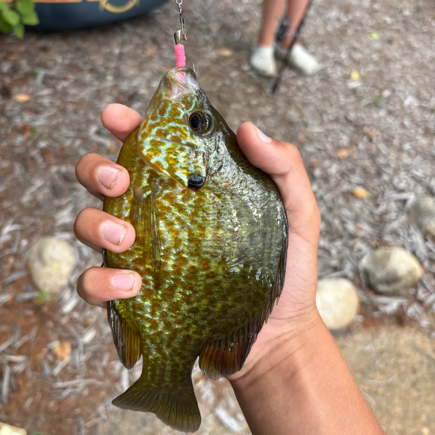 Pumpkinseed caught on Fishbrain