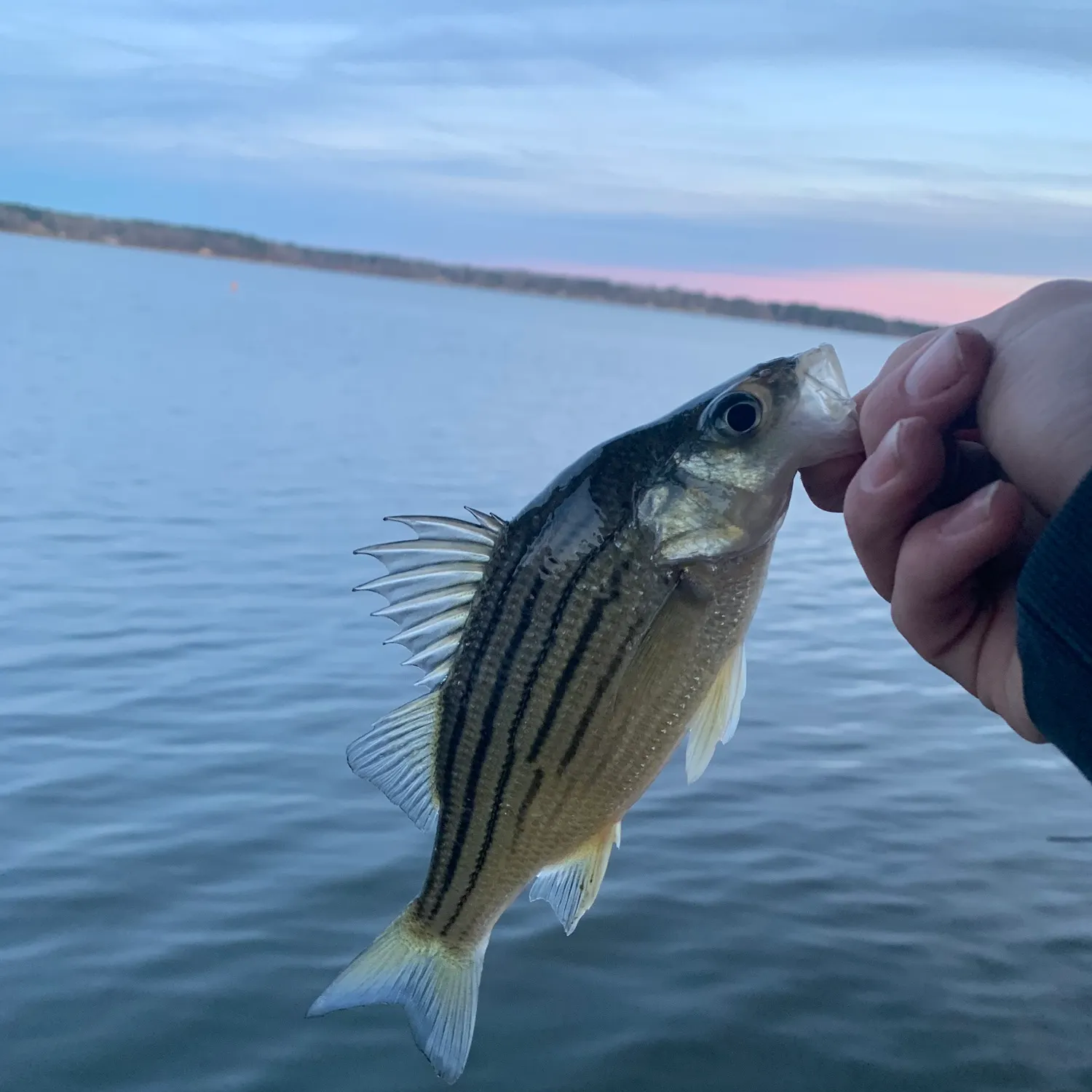 The most recent Striped bass catches on Fishbrain