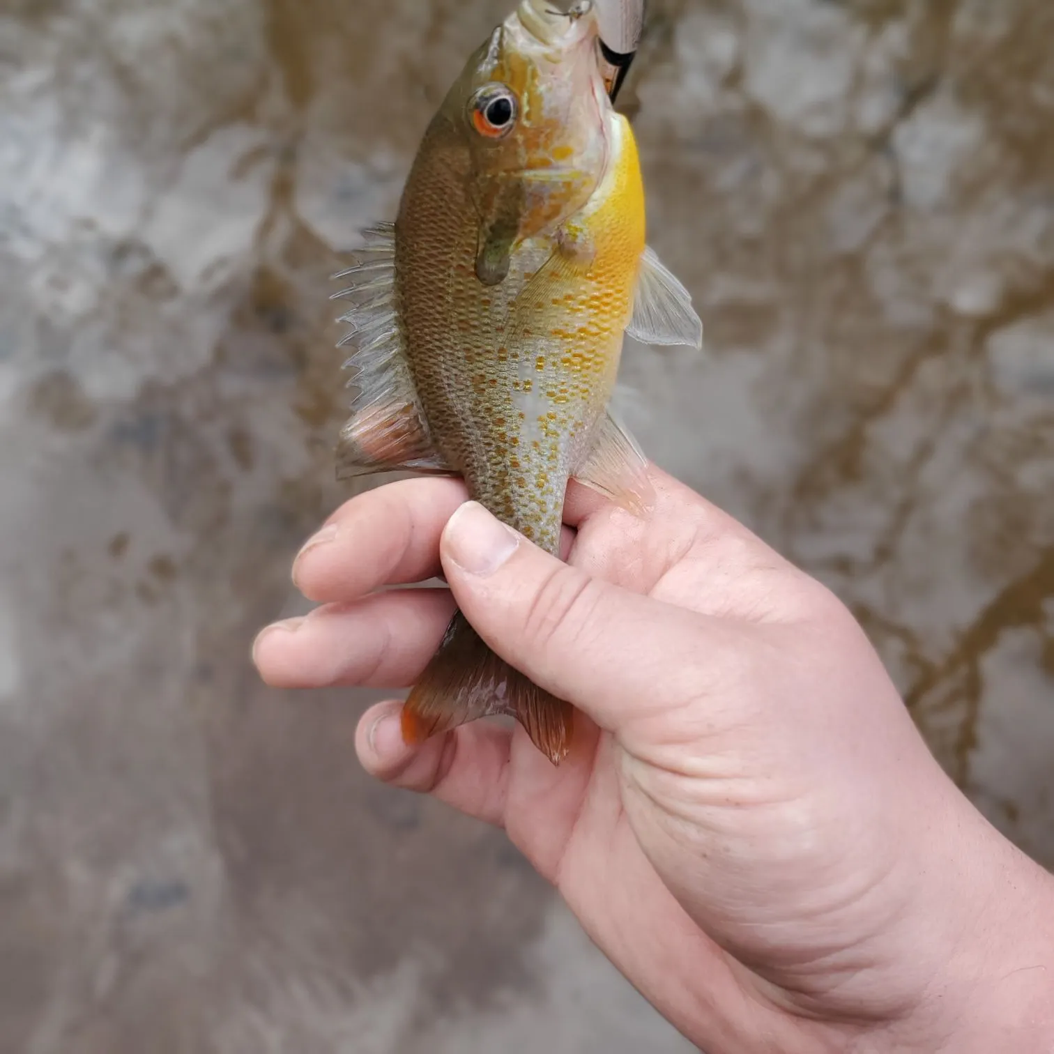 The most recent Redbreast sunfish catches on Fishbrain