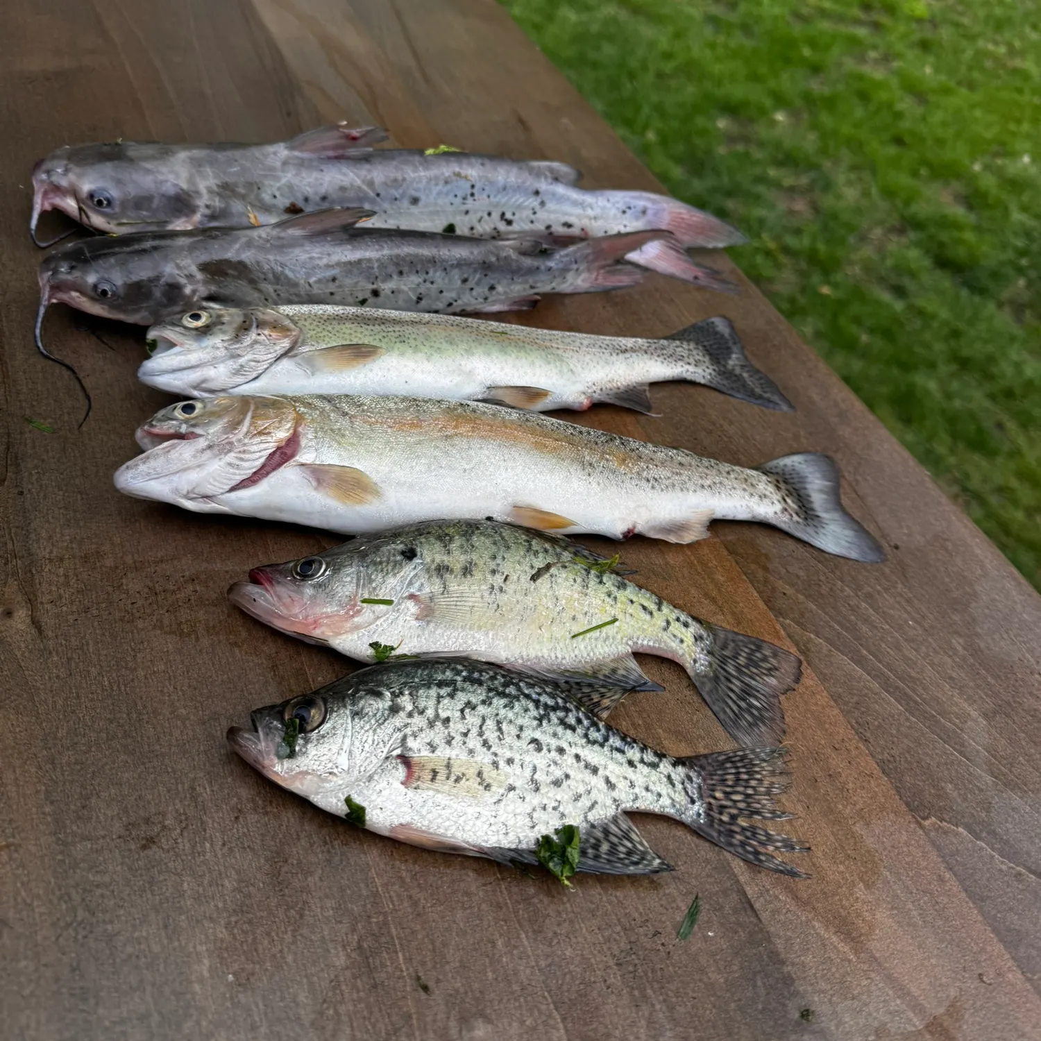 recently logged catches