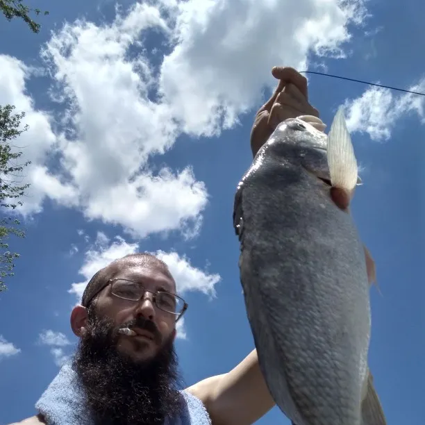 Freshwater drum caught on Fishbrain