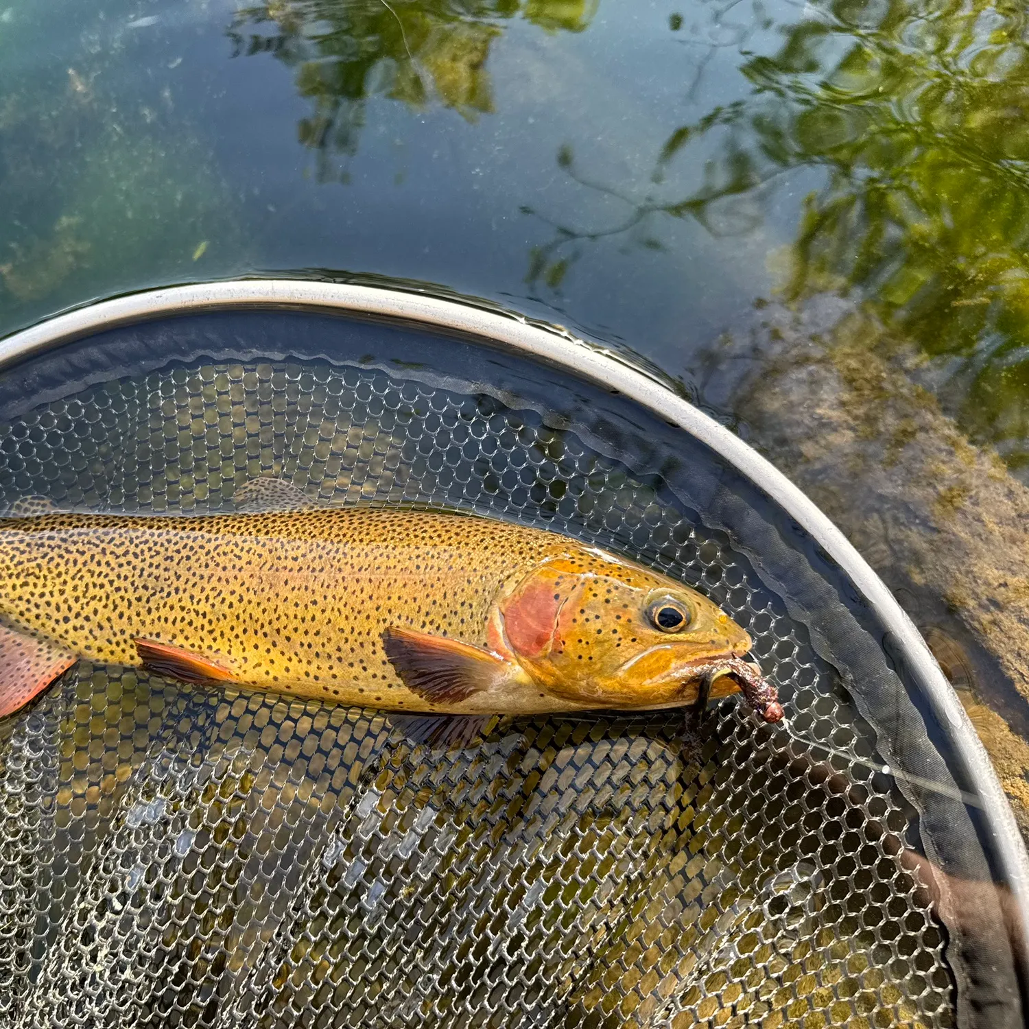The most recent Snake River fine-spotted cutthroat trout catches on Fishbrain