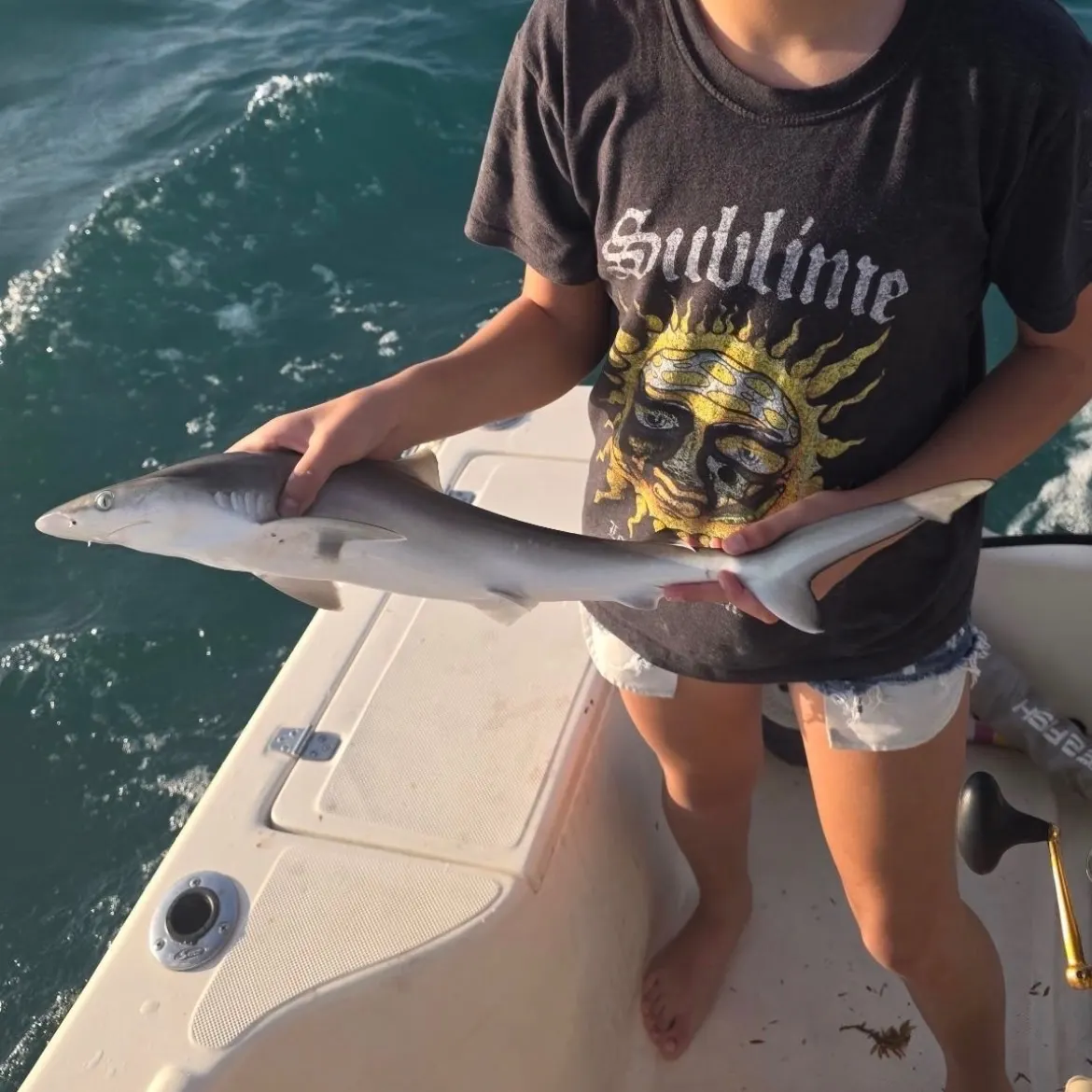 The most recent Atlantic sharpnose shark catches on Fishbrain
