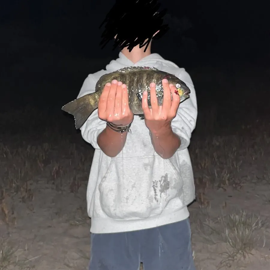 The most recent Luderick catches on Fishbrain