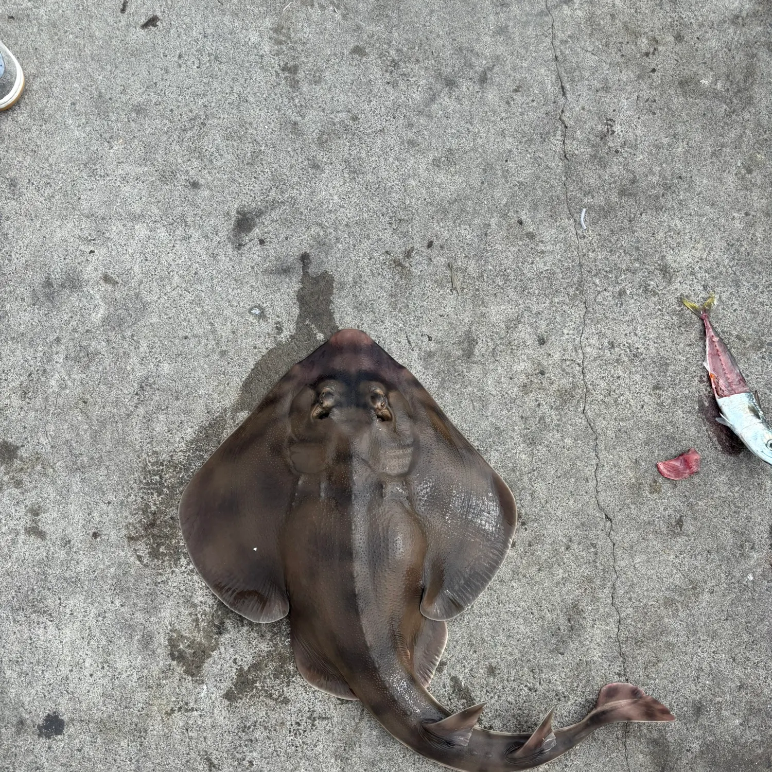 Brown guitarfish caught on Fishbrain