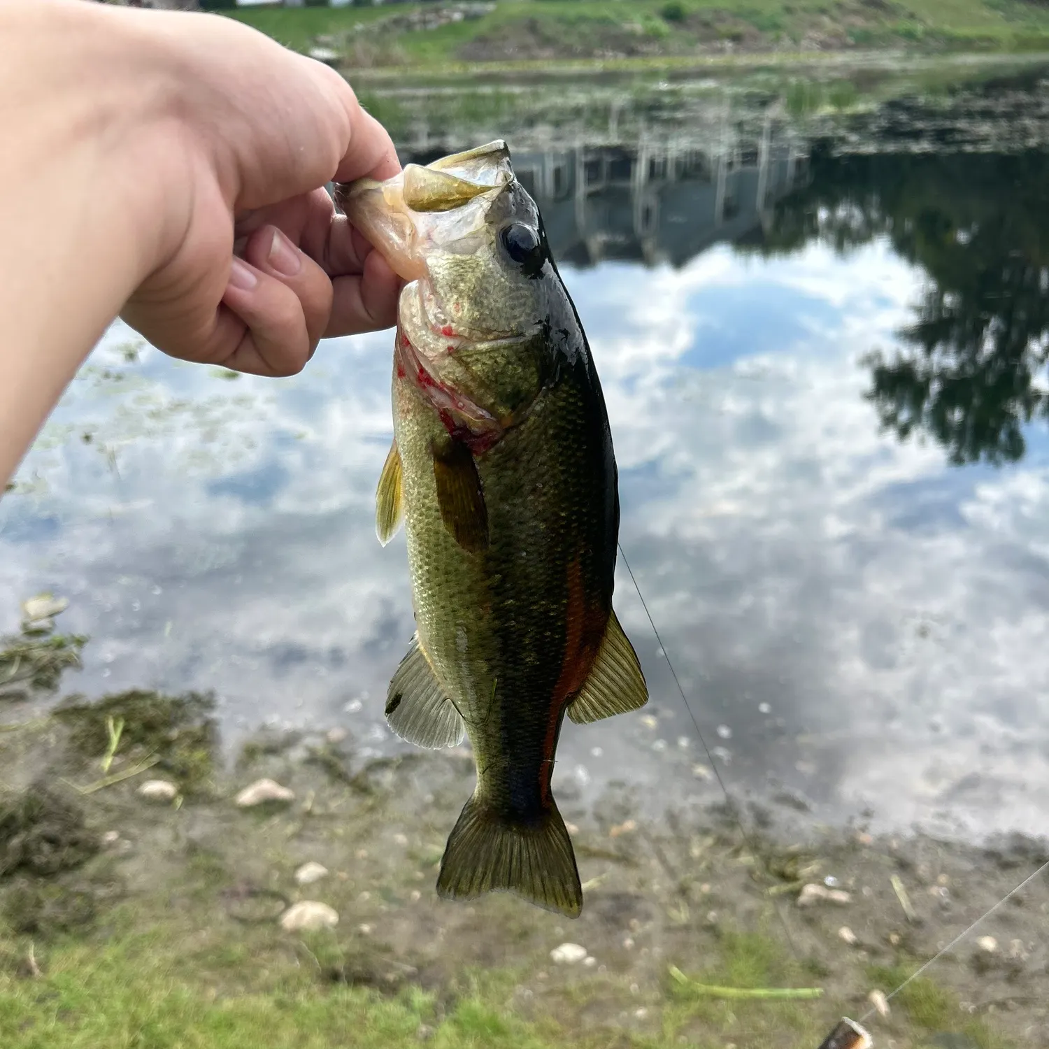 Largemouth bass caught on Fishbrain
