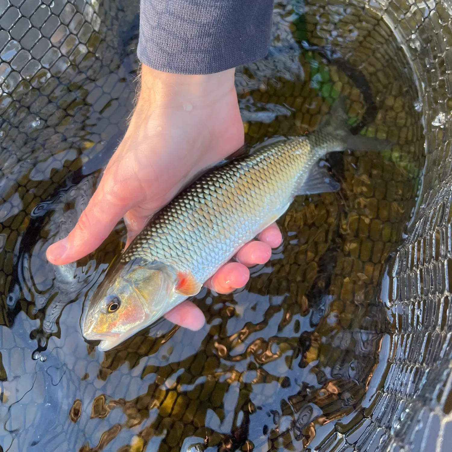 Fallfish caught on Fishbrain