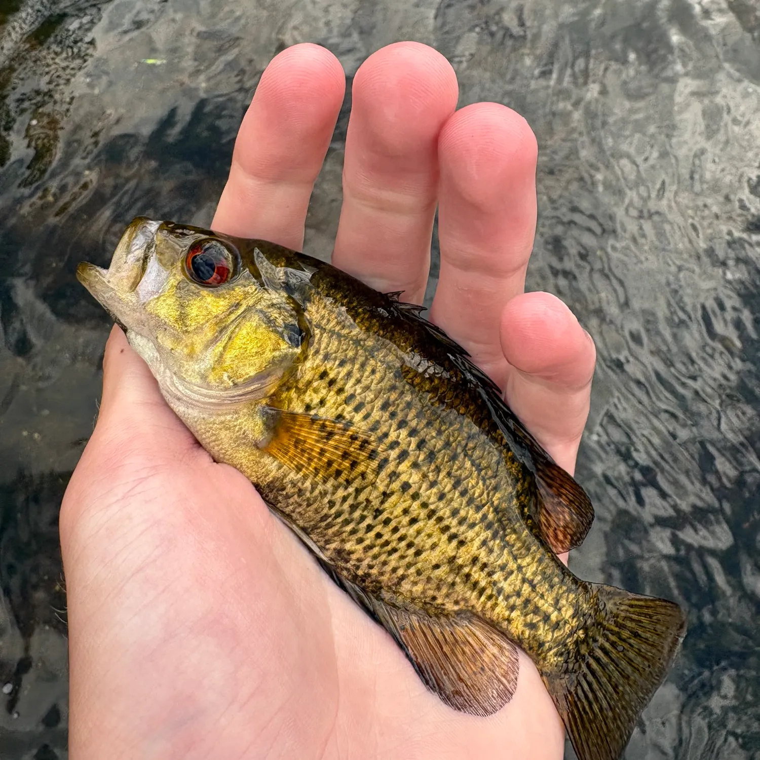 Rock bass caught on Fishbrain