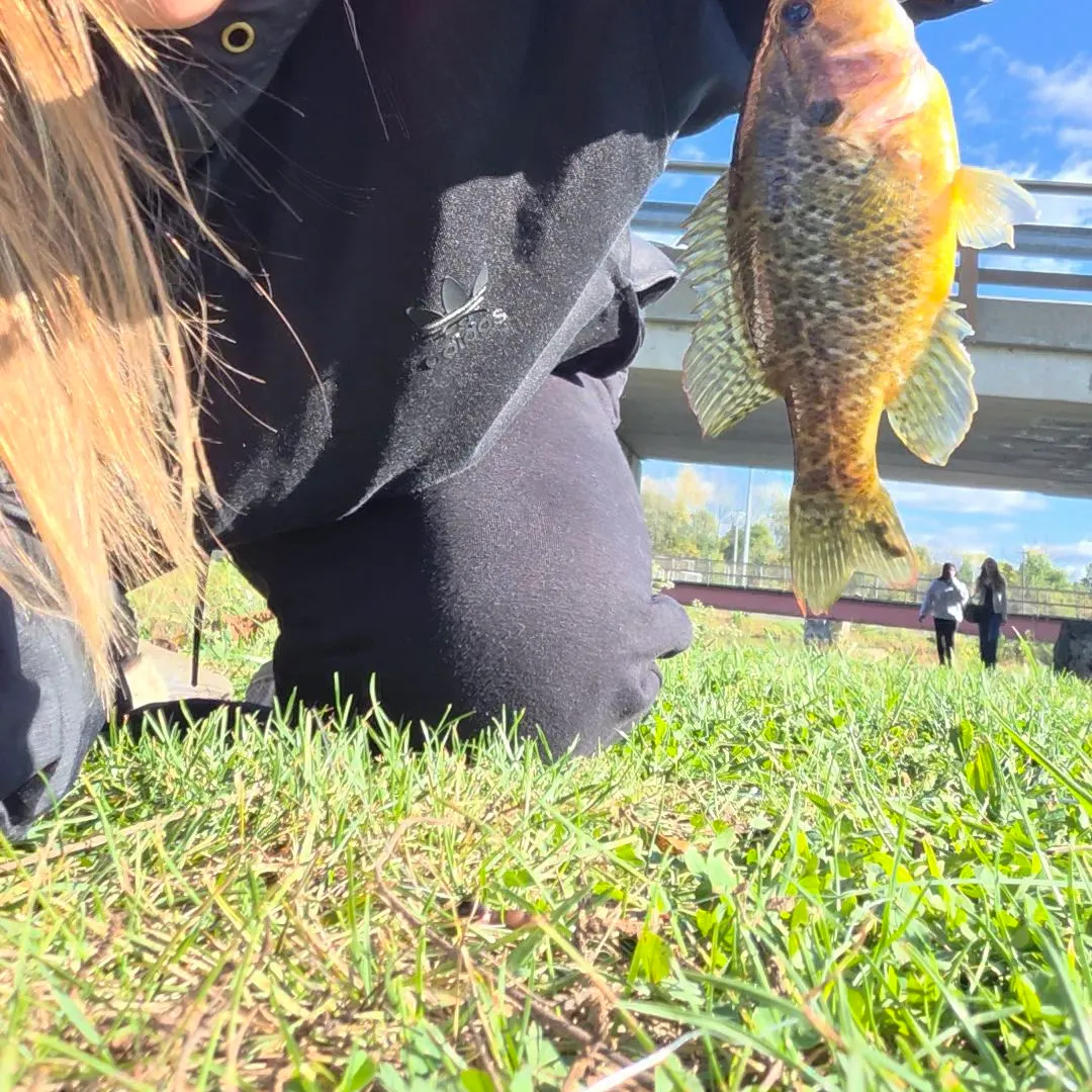 Warmouth caught on Fishbrain