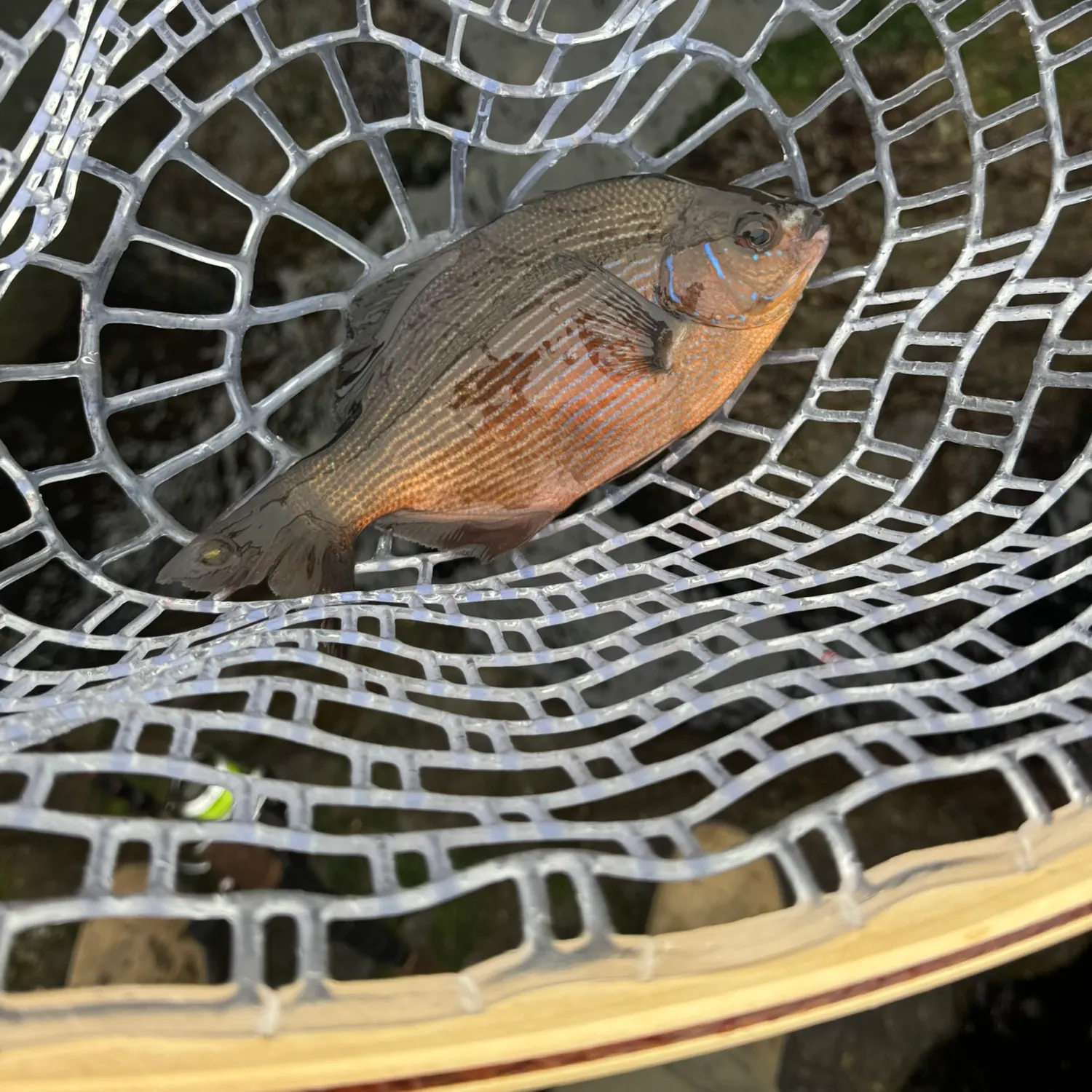 The most recent Black perch catches on Fishbrain