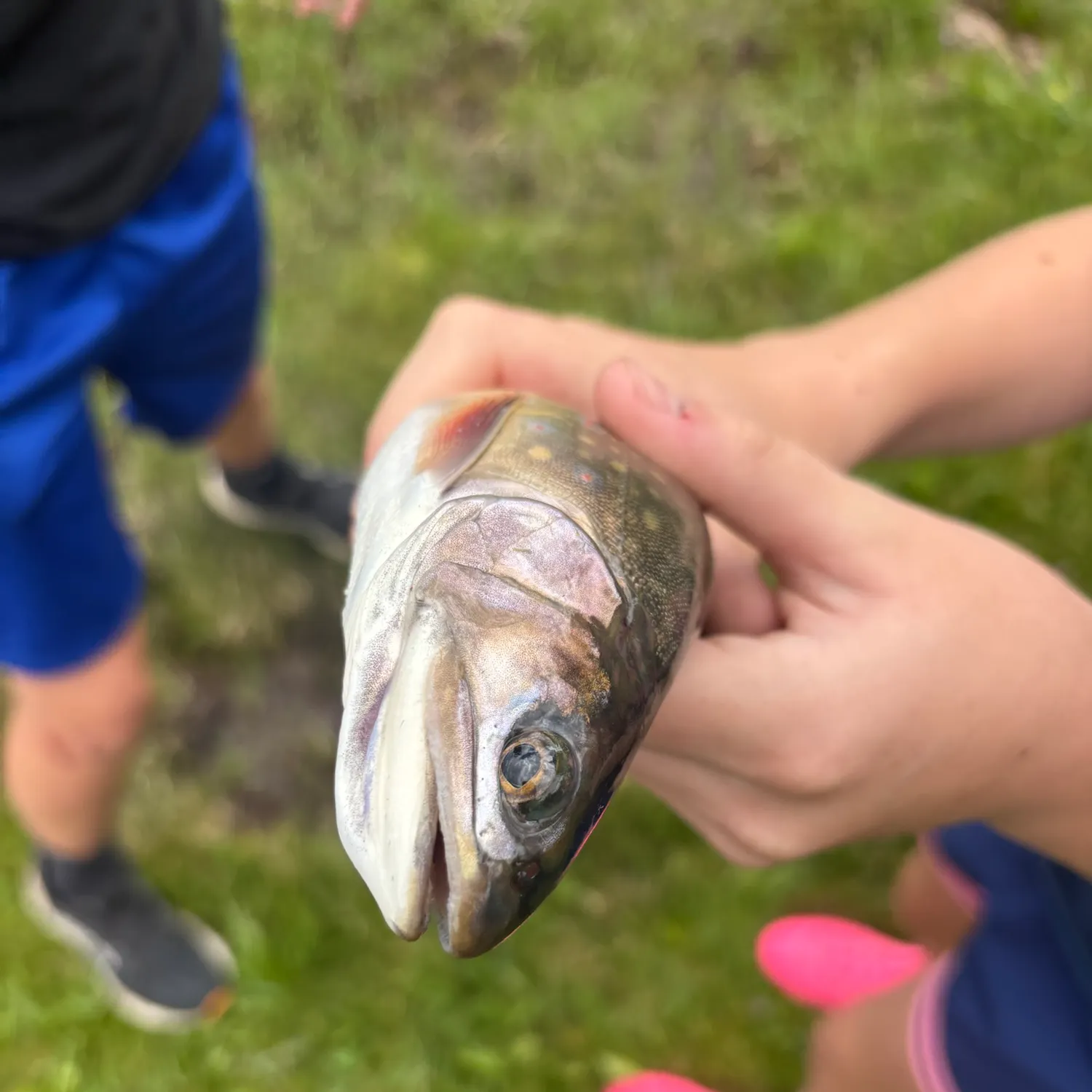 Brook trout caught on Fishbrain
