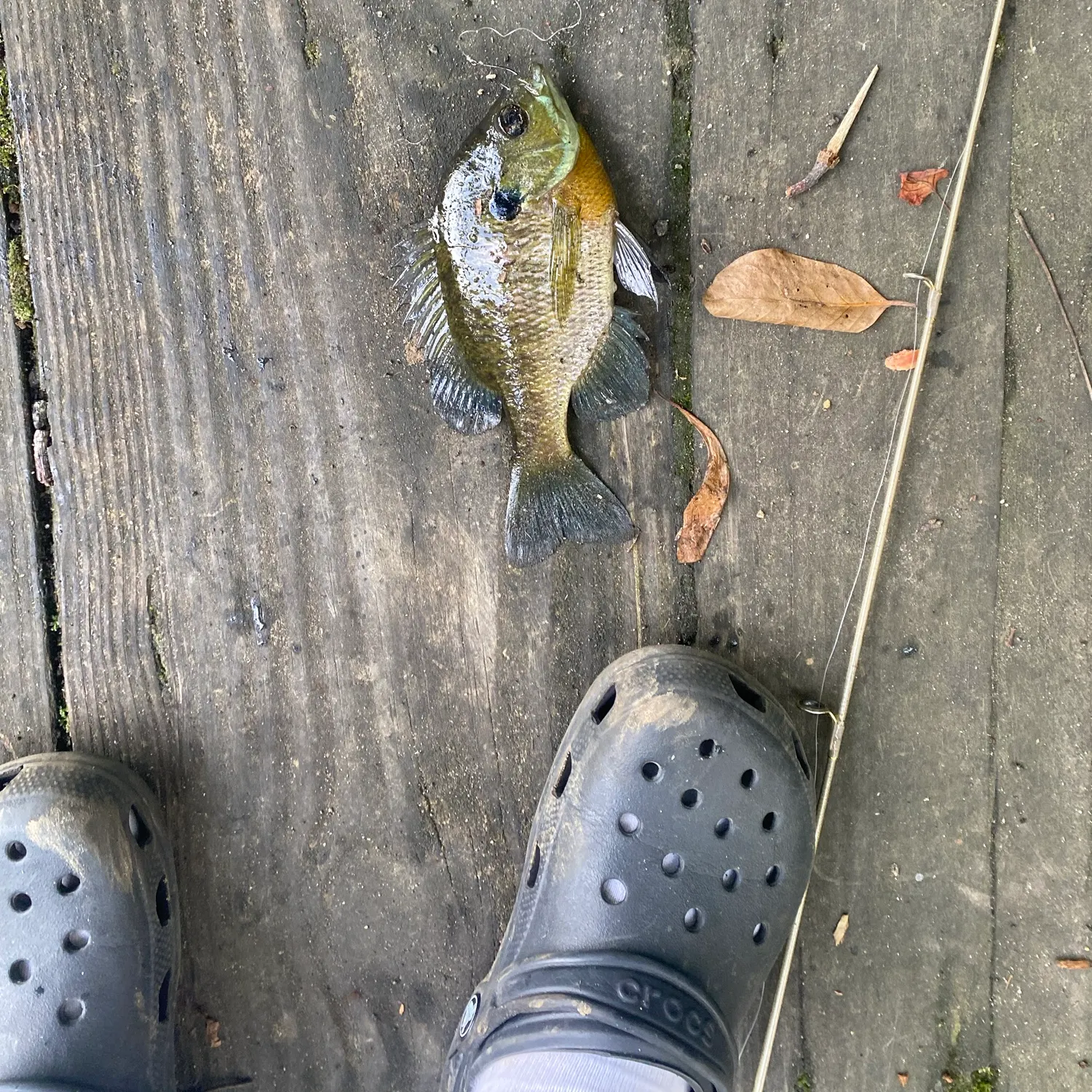 Pumpkingill hybrid caught on Fishbrain