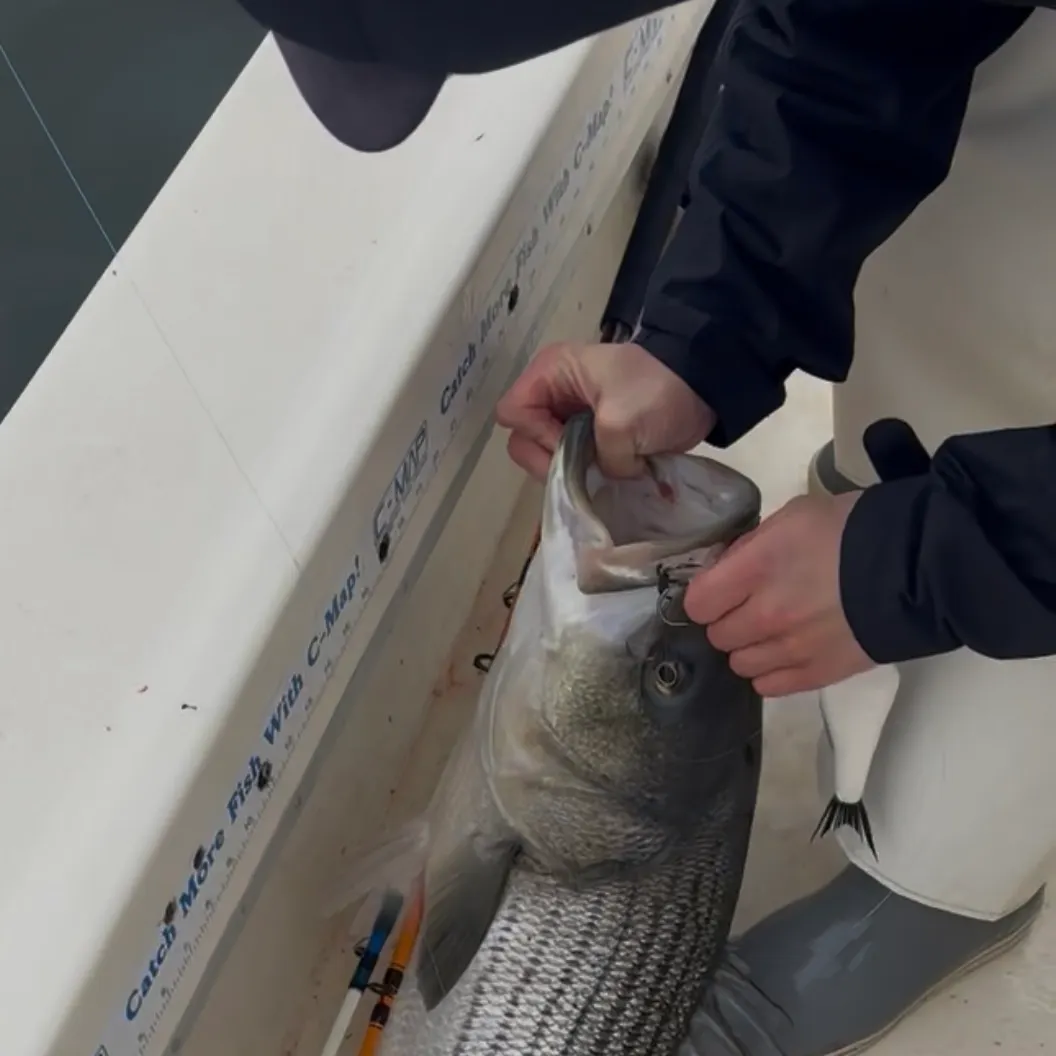 Striped bass caught on Fishbrain