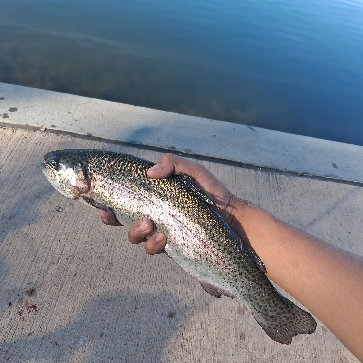 Rainbow trout caught on Fishbrain