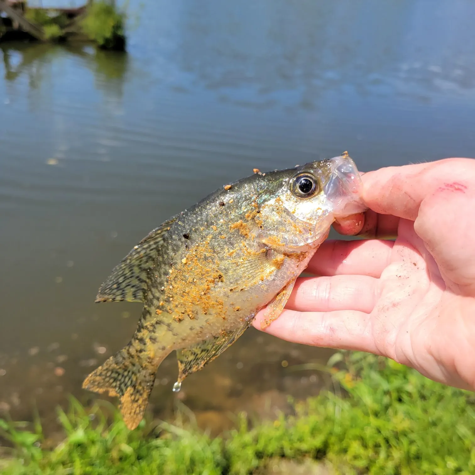 White crappie caught on Fishbrain