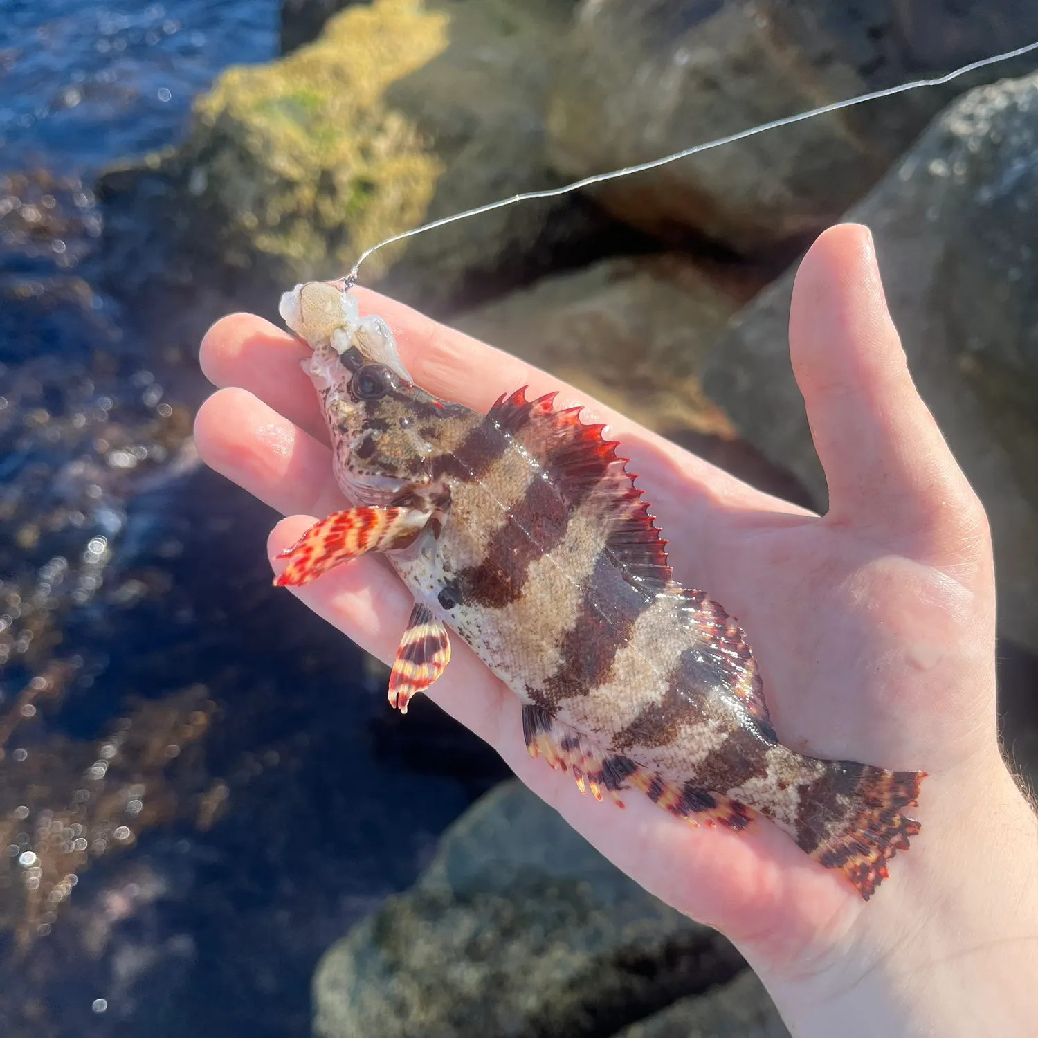 The most recent Painted greenling catches on Fishbrain