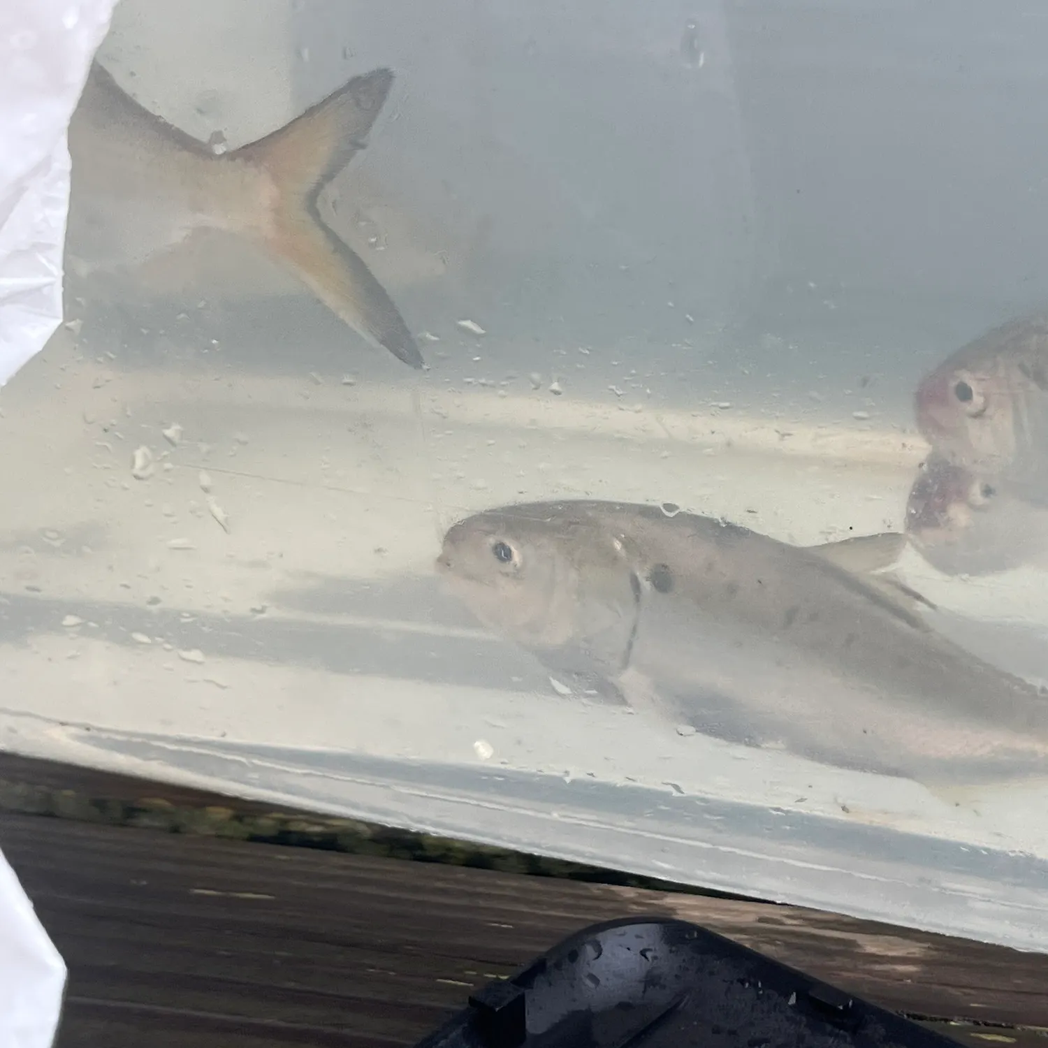 The most recent Gulf menhaden catches on Fishbrain