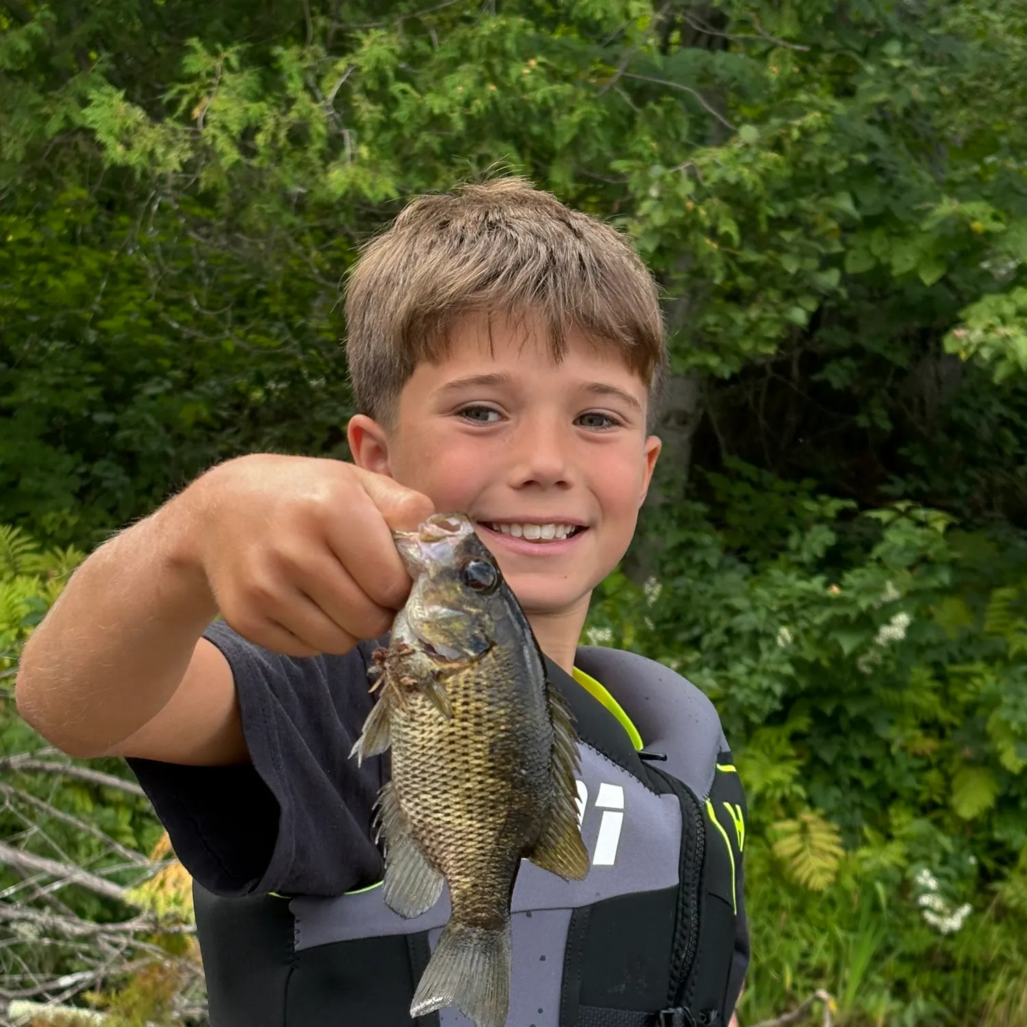 Rock bass caught on Fishbrain