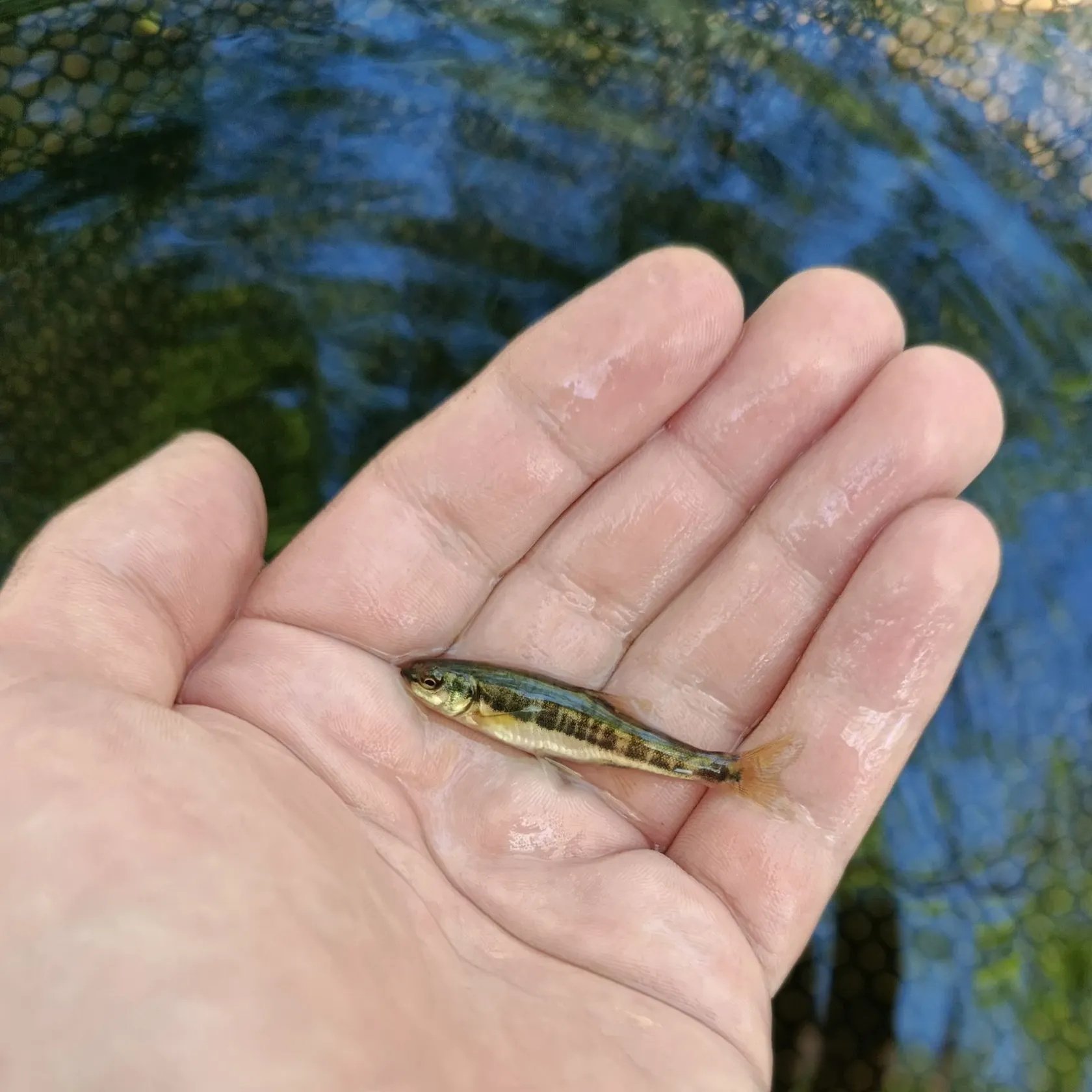 most liked catch image