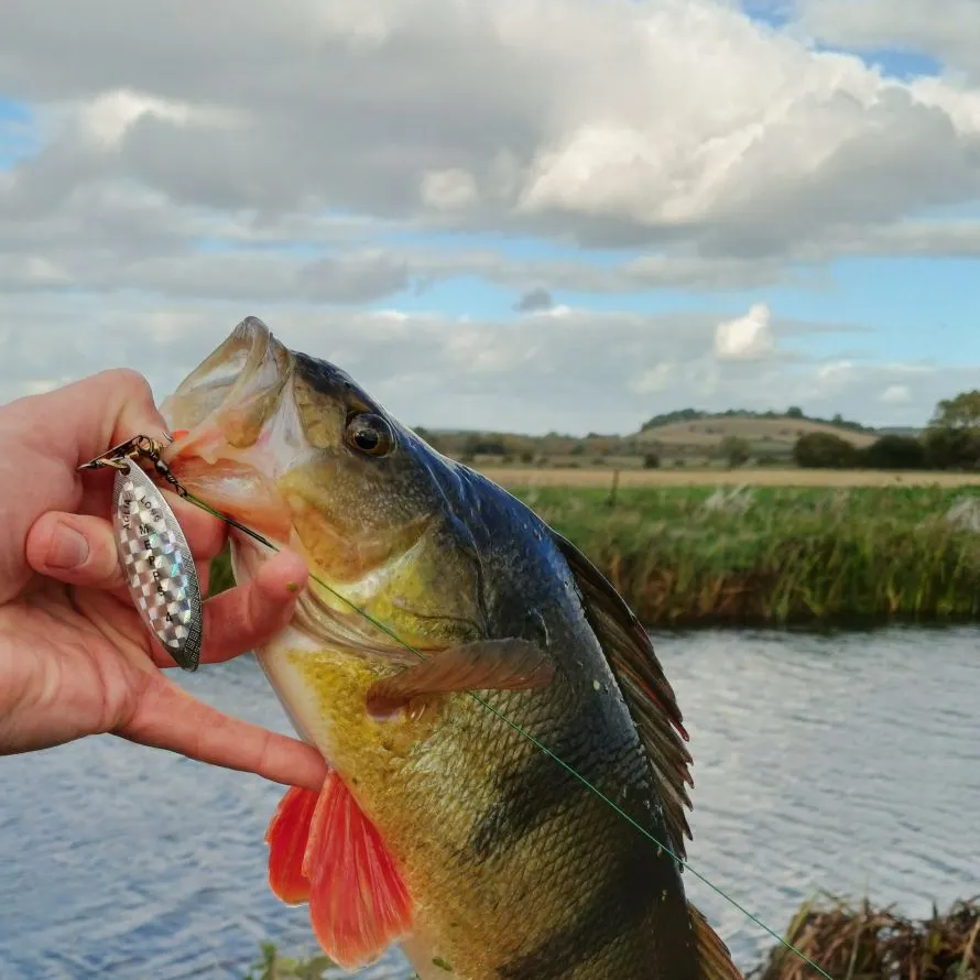 European perch caught on Fishbrain