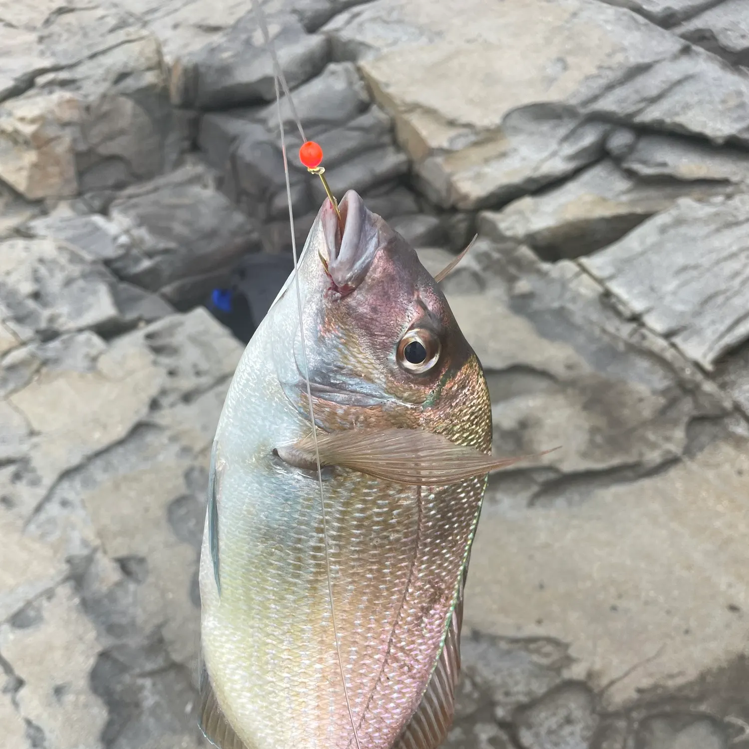Scup caught on Fishbrain