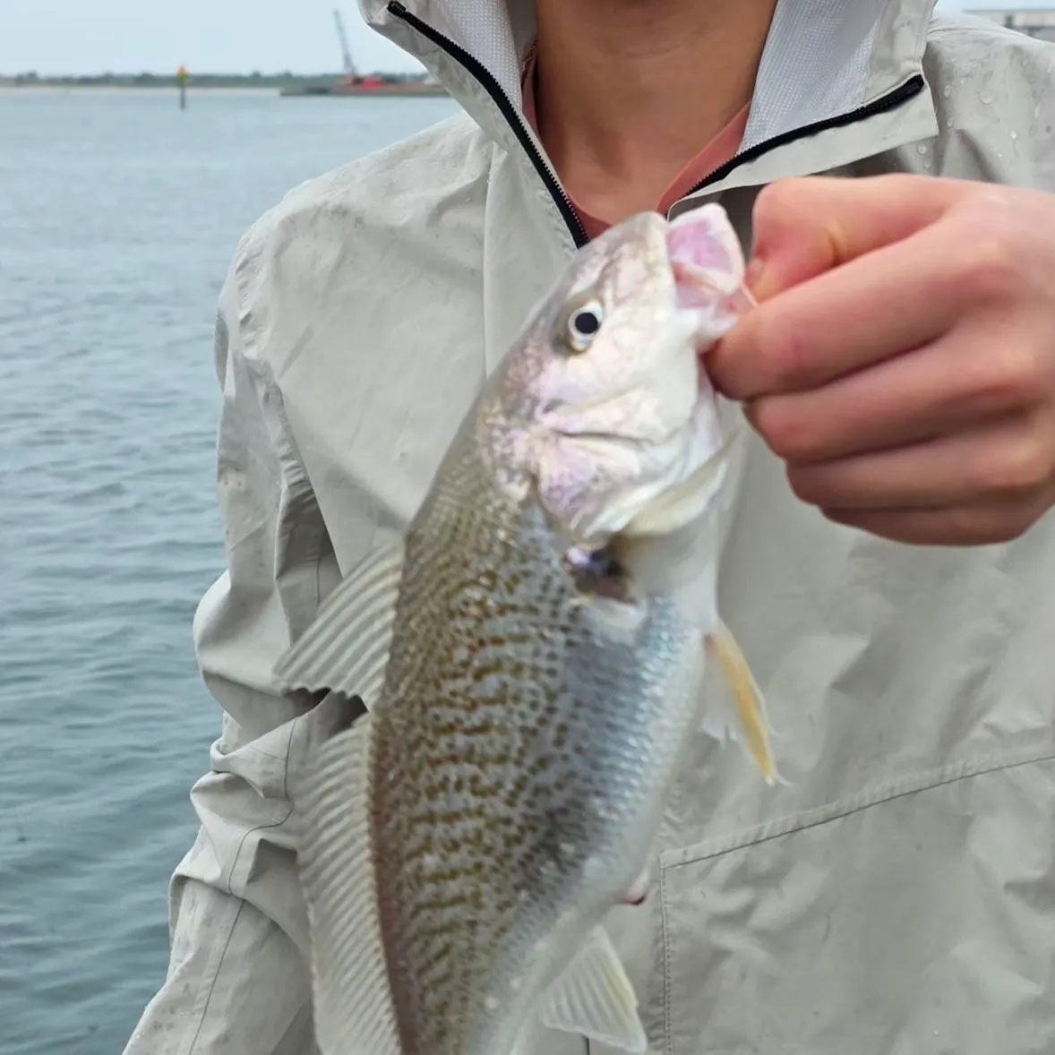 Atlantic croaker caught on Fishbrain