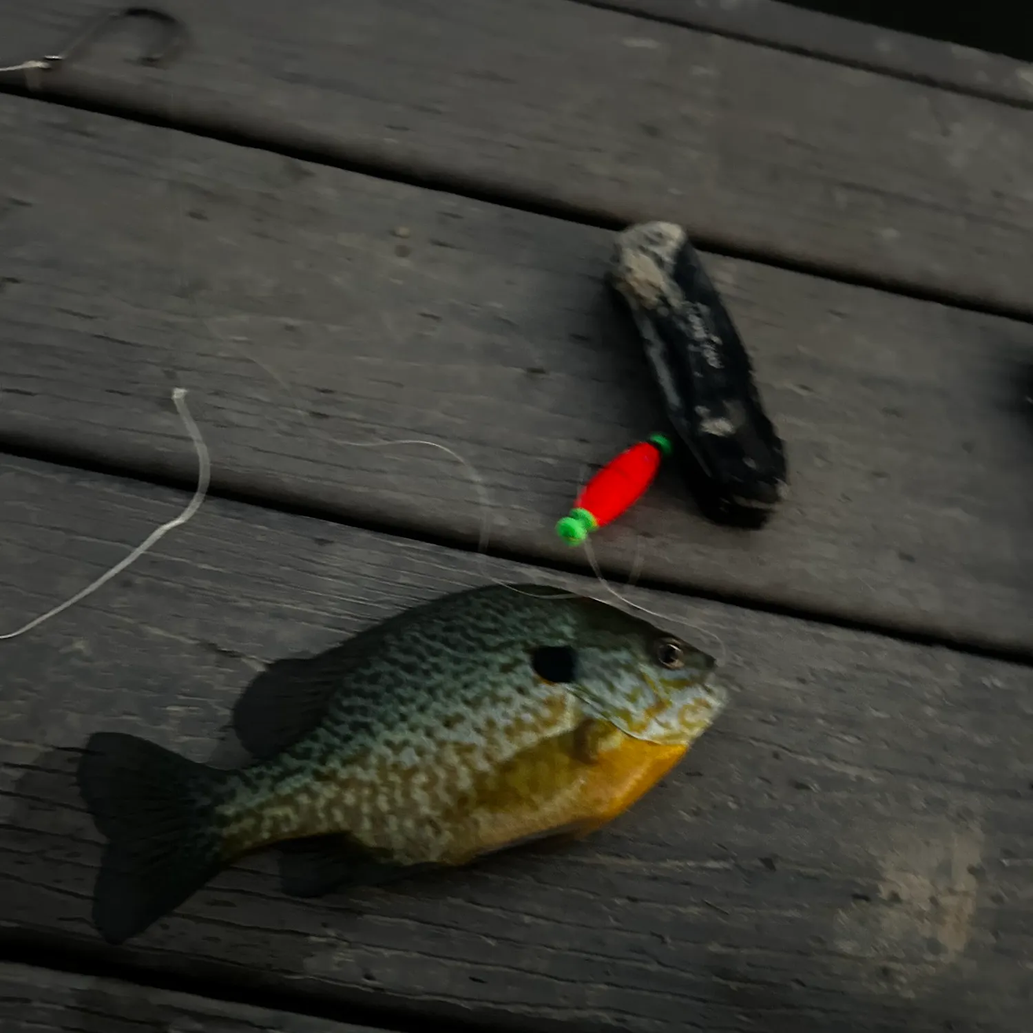 recently logged catches