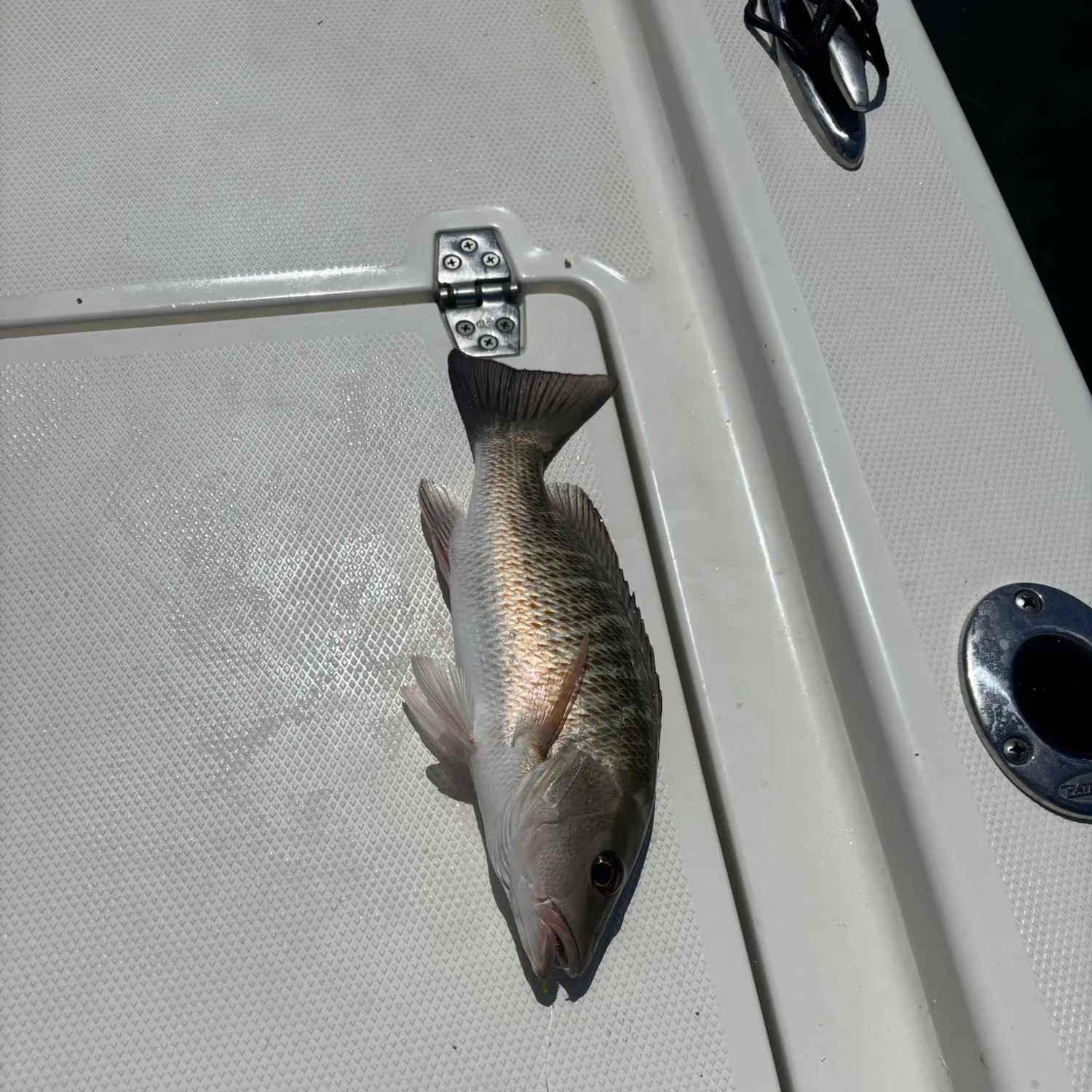 Mangrove snapper caught on Fishbrain