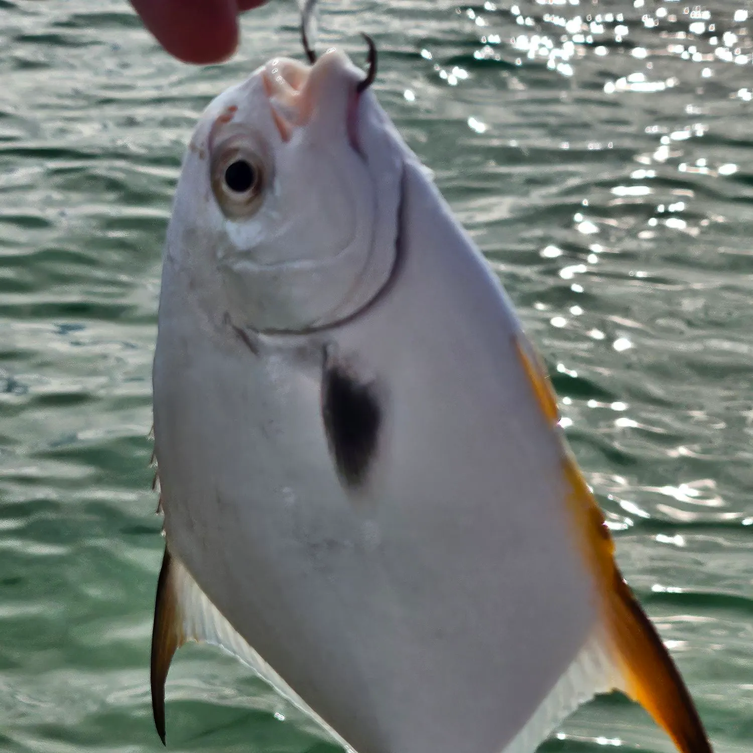 The most recent Palometa catches on Fishbrain