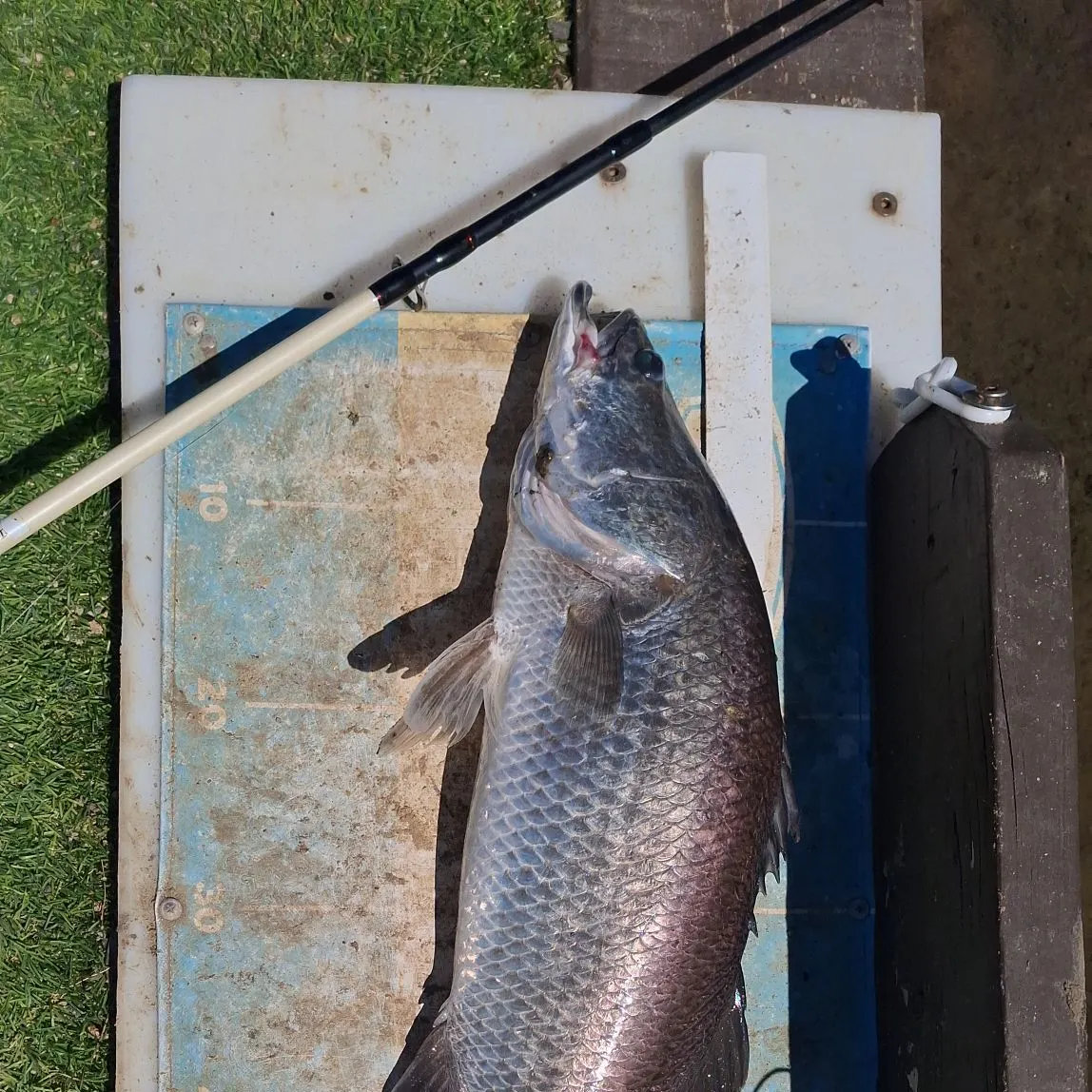 The most recent Barramundi catches on Fishbrain