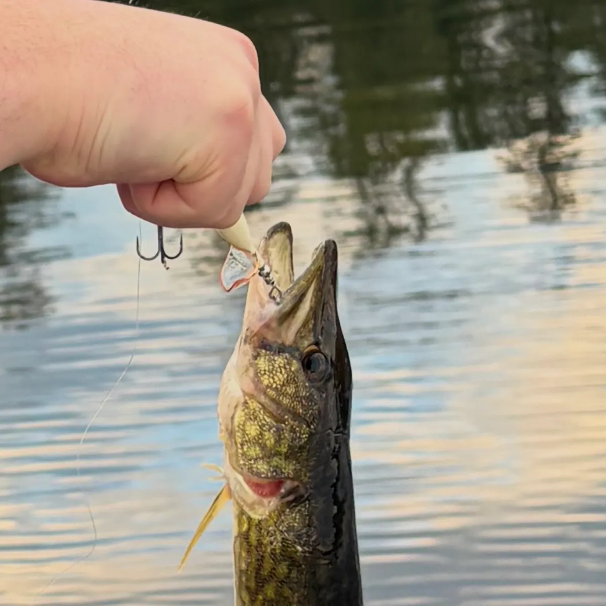 Chain pickerel caught on Fishbrain