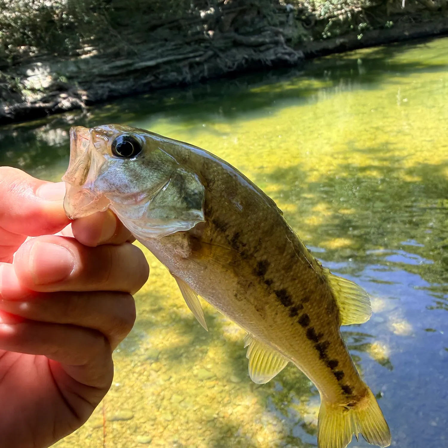The most recent Guadalupe bass catches on Fishbrain