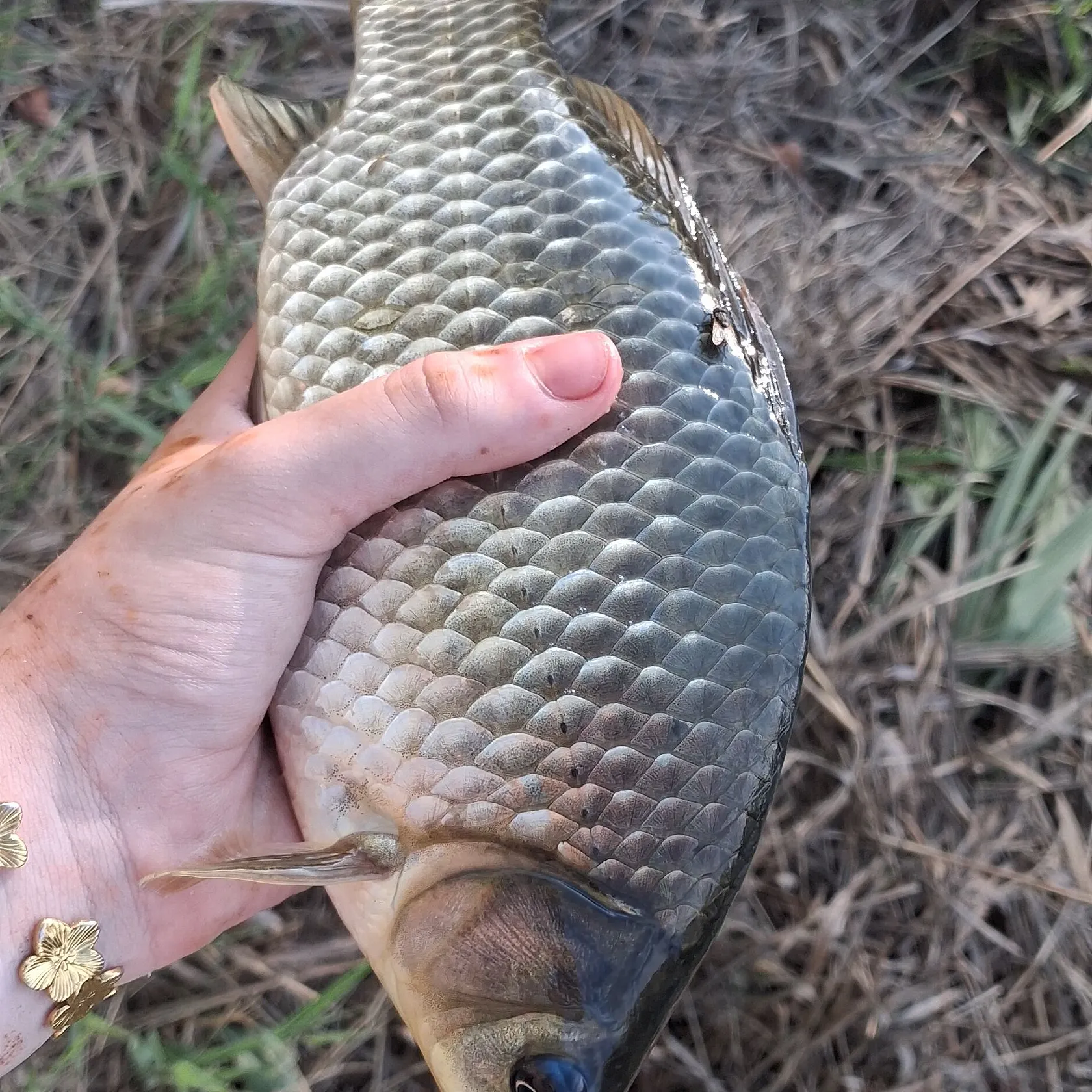 Common carp caught on Fishbrain
