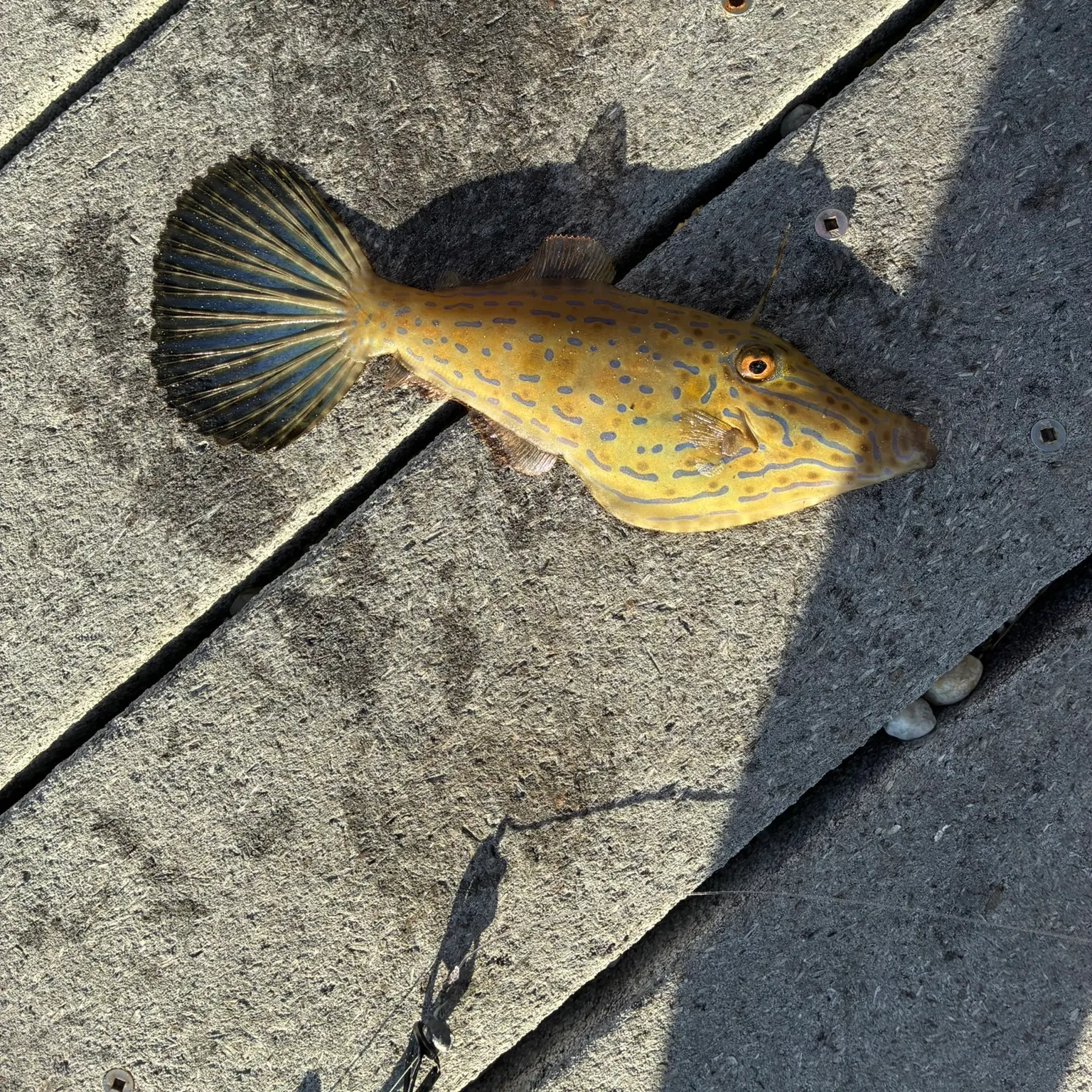 The most recent Orangespotted Filefish catches on Fishbrain