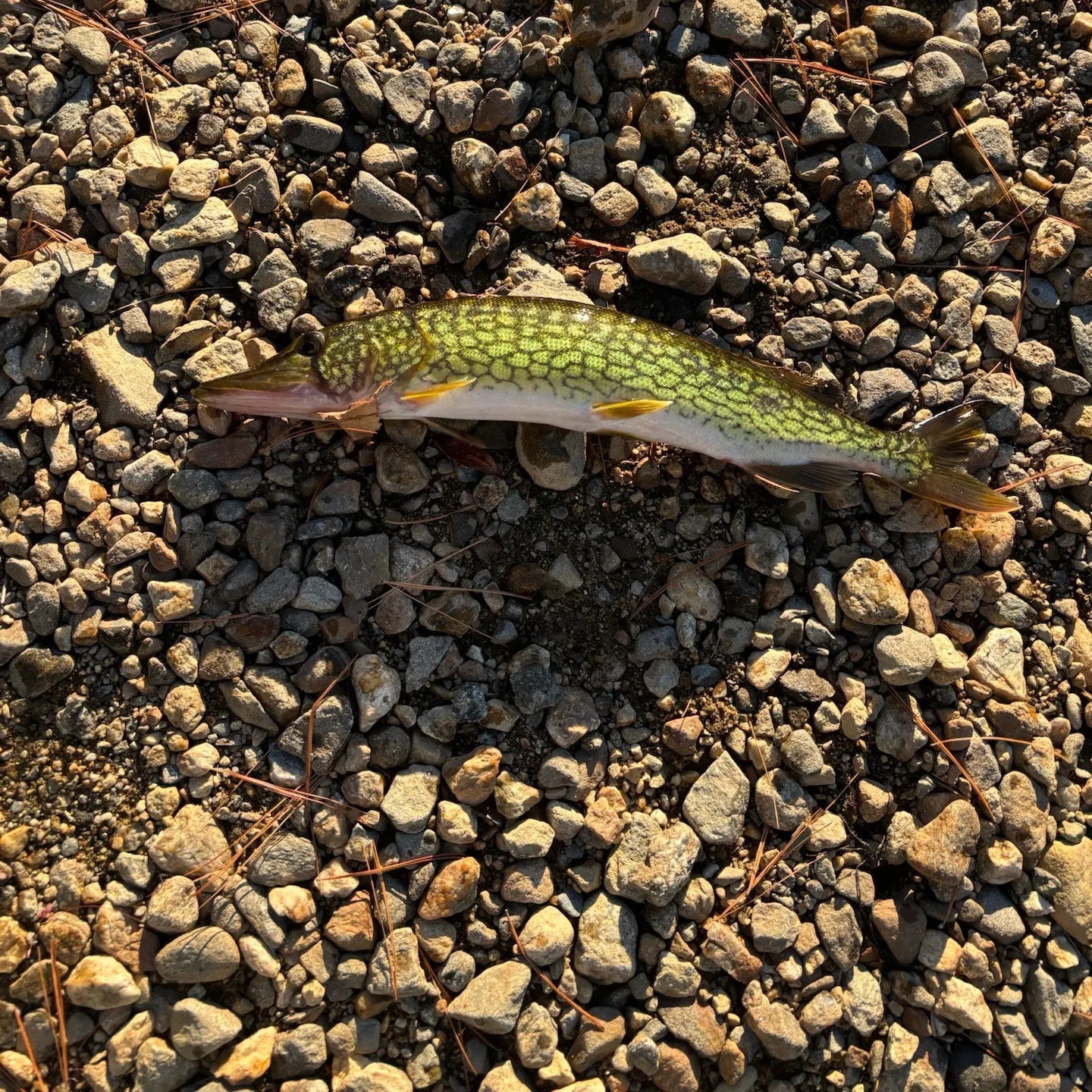 Chain pickerel caught on Fishbrain