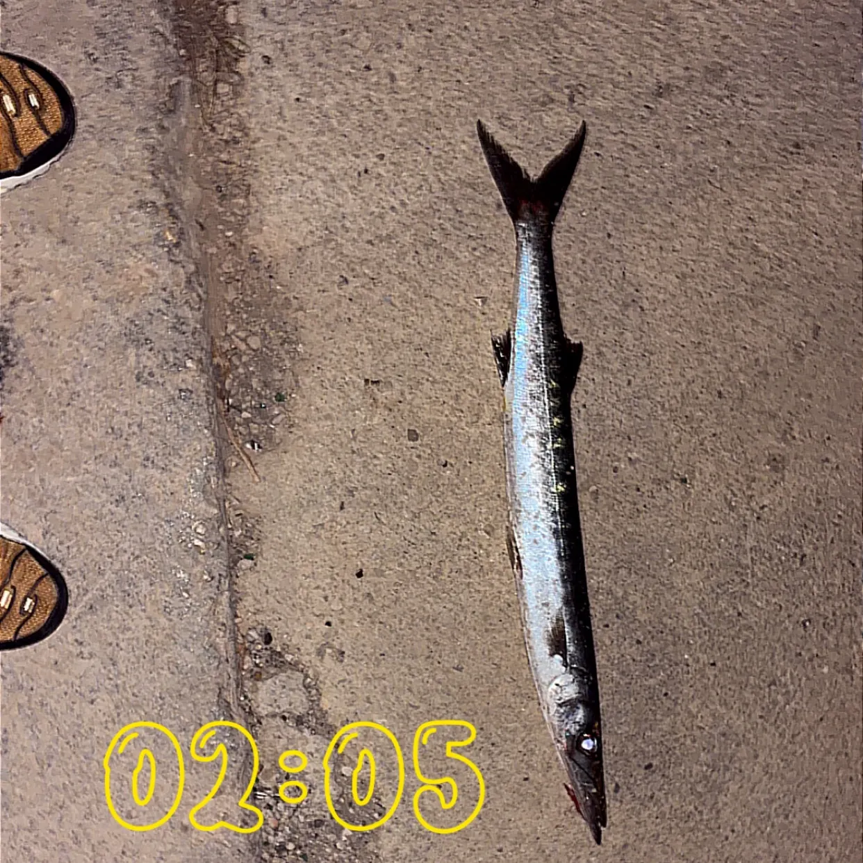 Pickhandle barracuda caught on Fishbrain