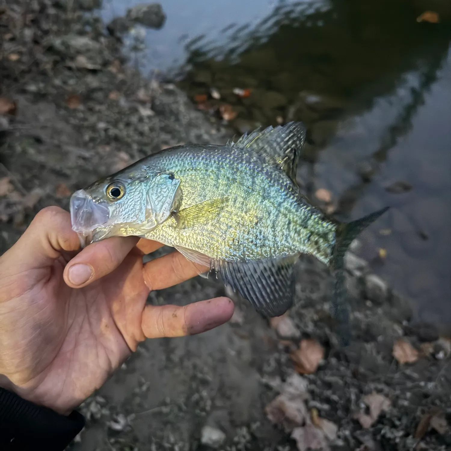 White crappie caught on Fishbrain