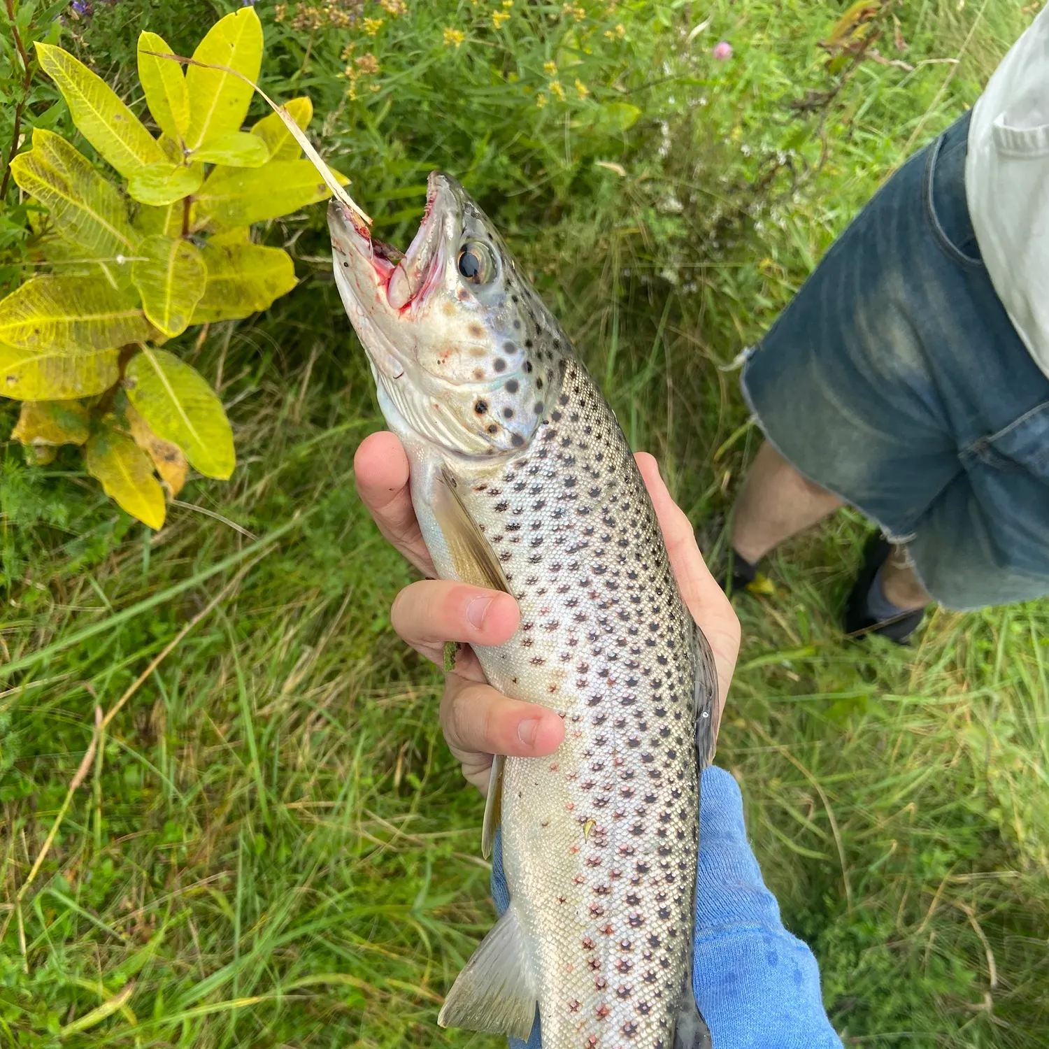 Sea trout caught on Fishbrain