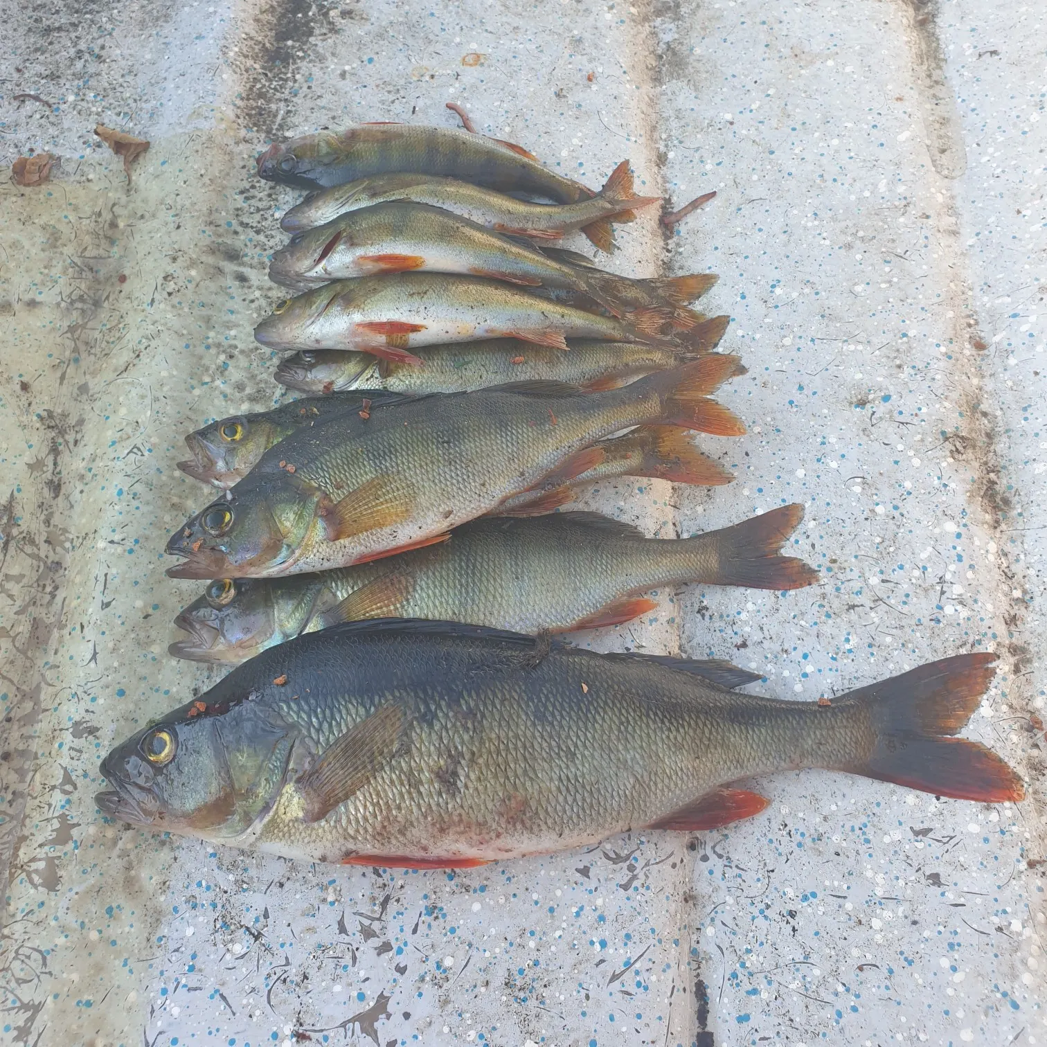 recently logged catches