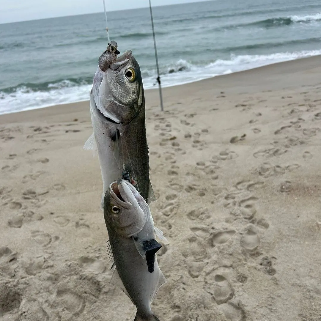 Bluefish caught on Fishbrain