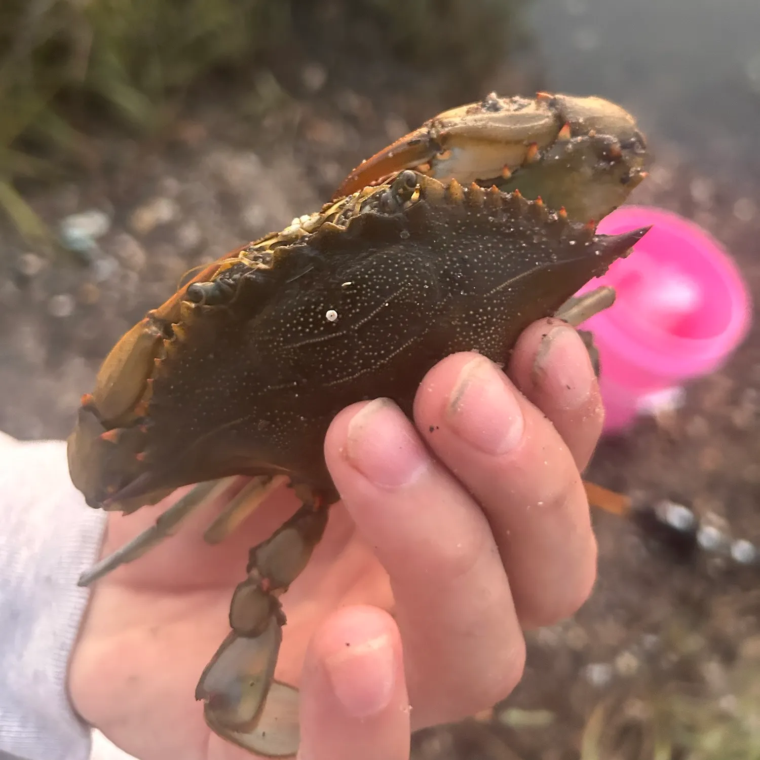 The most recent Blue crab catches on Fishbrain