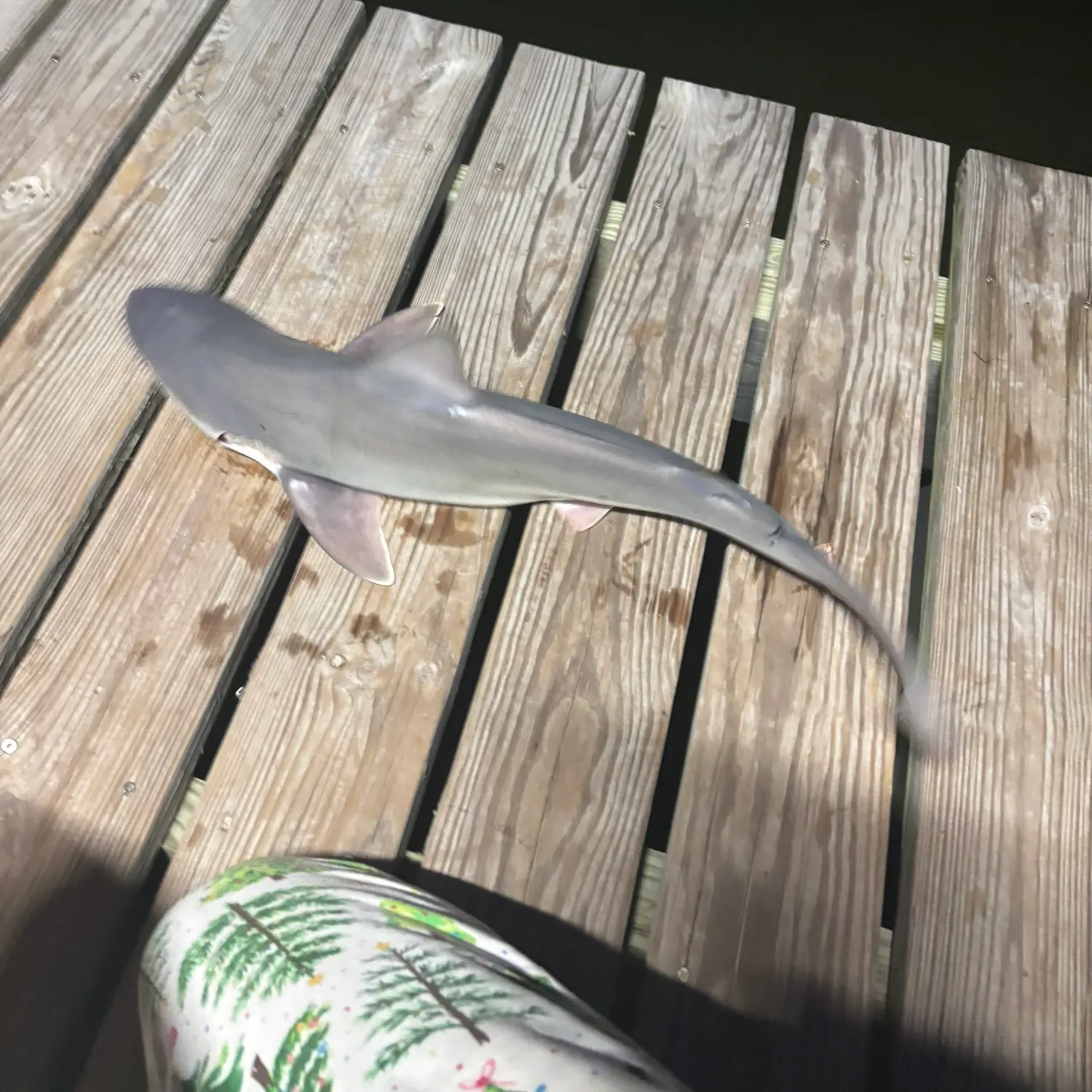 Sandbar shark caught on Fishbrain