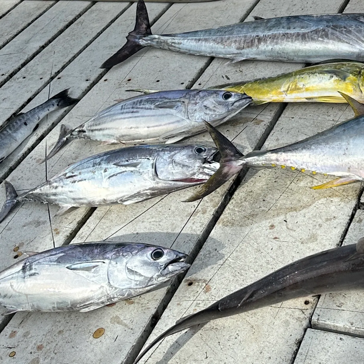 The most recent Atlantic bluefin tuna catches on Fishbrain
