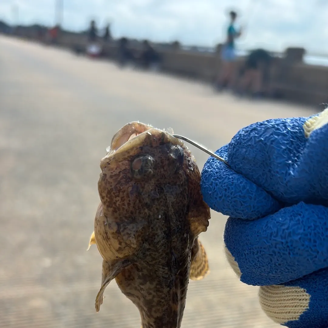 Oyster toadfish caught on Fishbrain