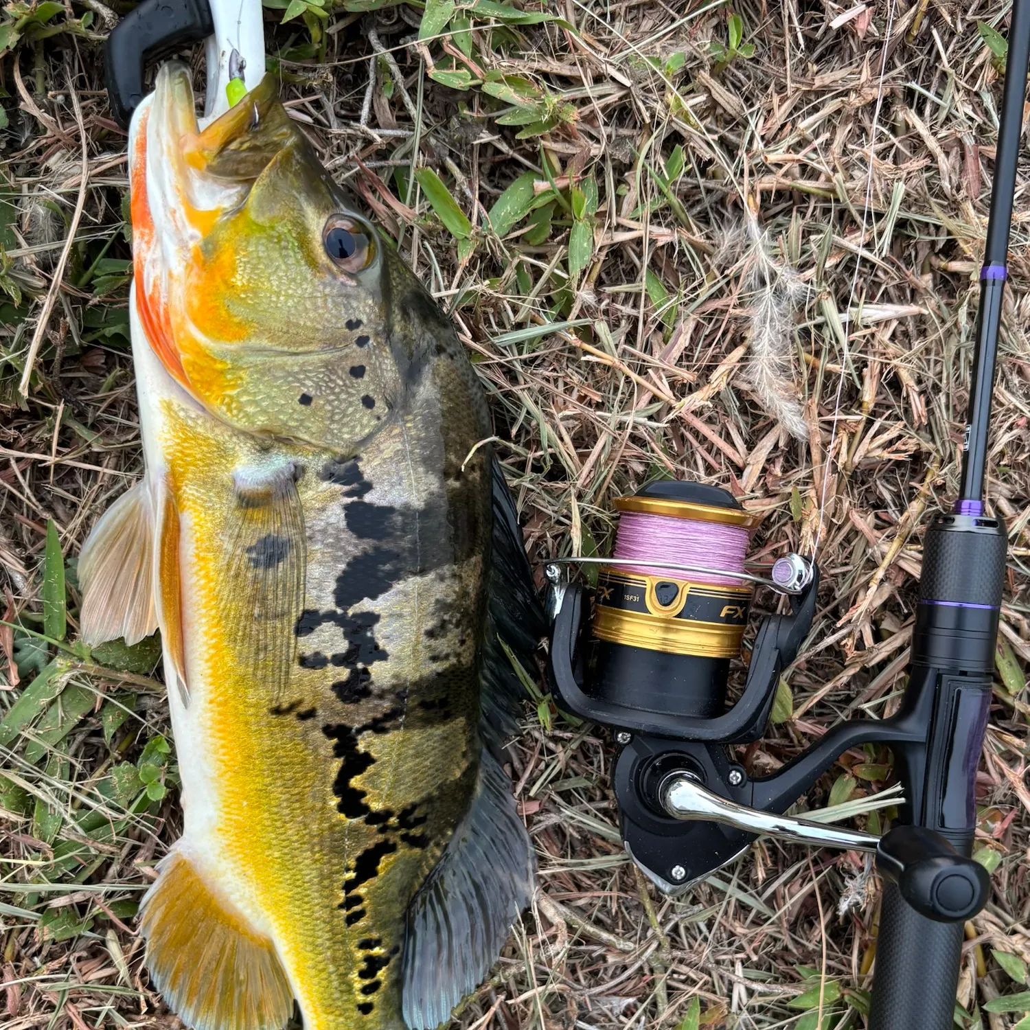 The most recent Monoculus peacock bass catches on Fishbrain