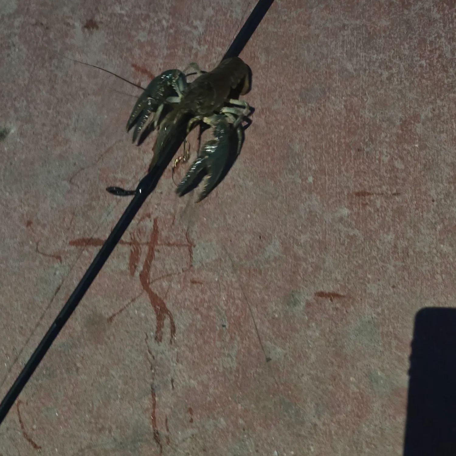 Fish caught on Fishbrain